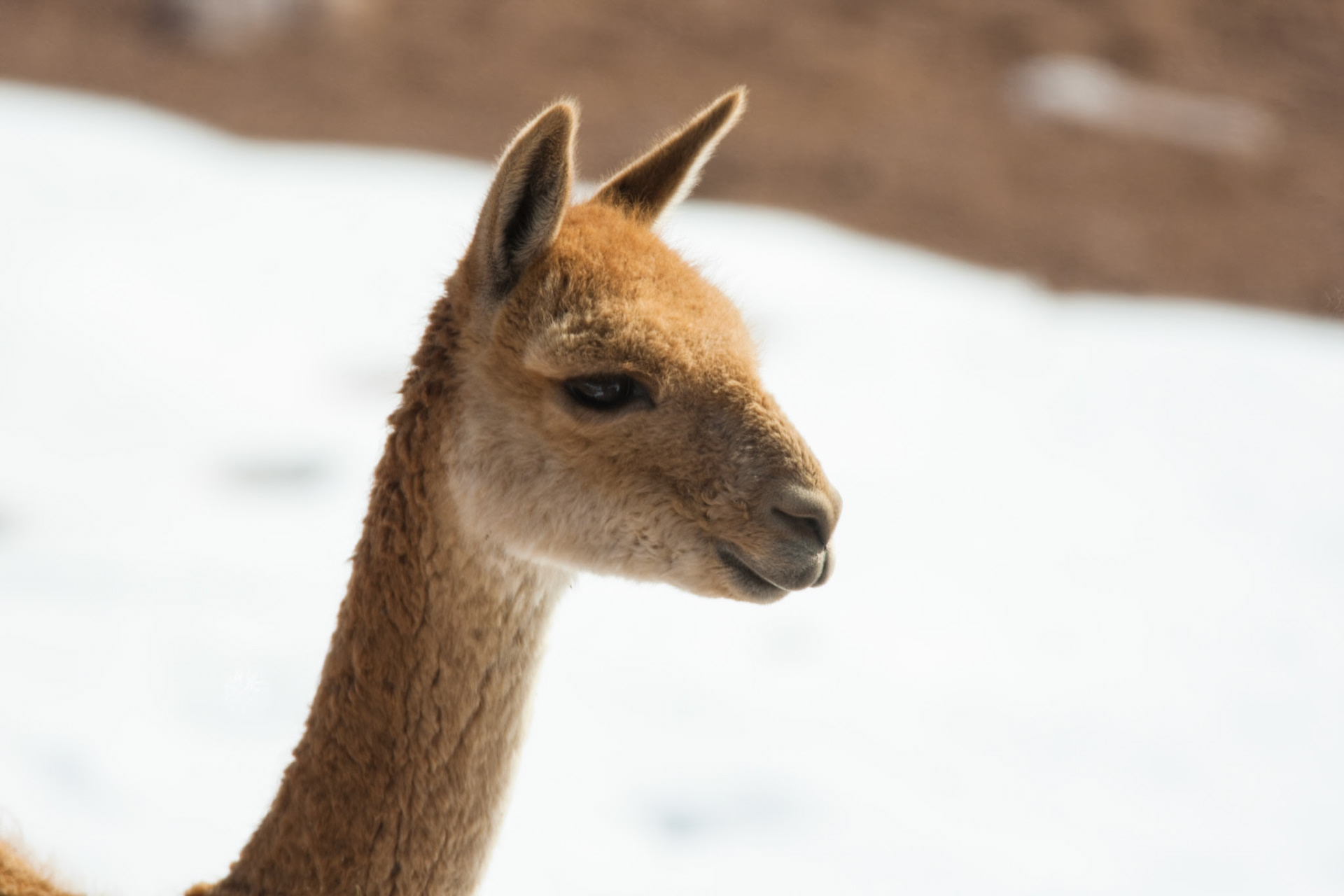 Vicuna, Altiplano wetlands, Atacama, Chile