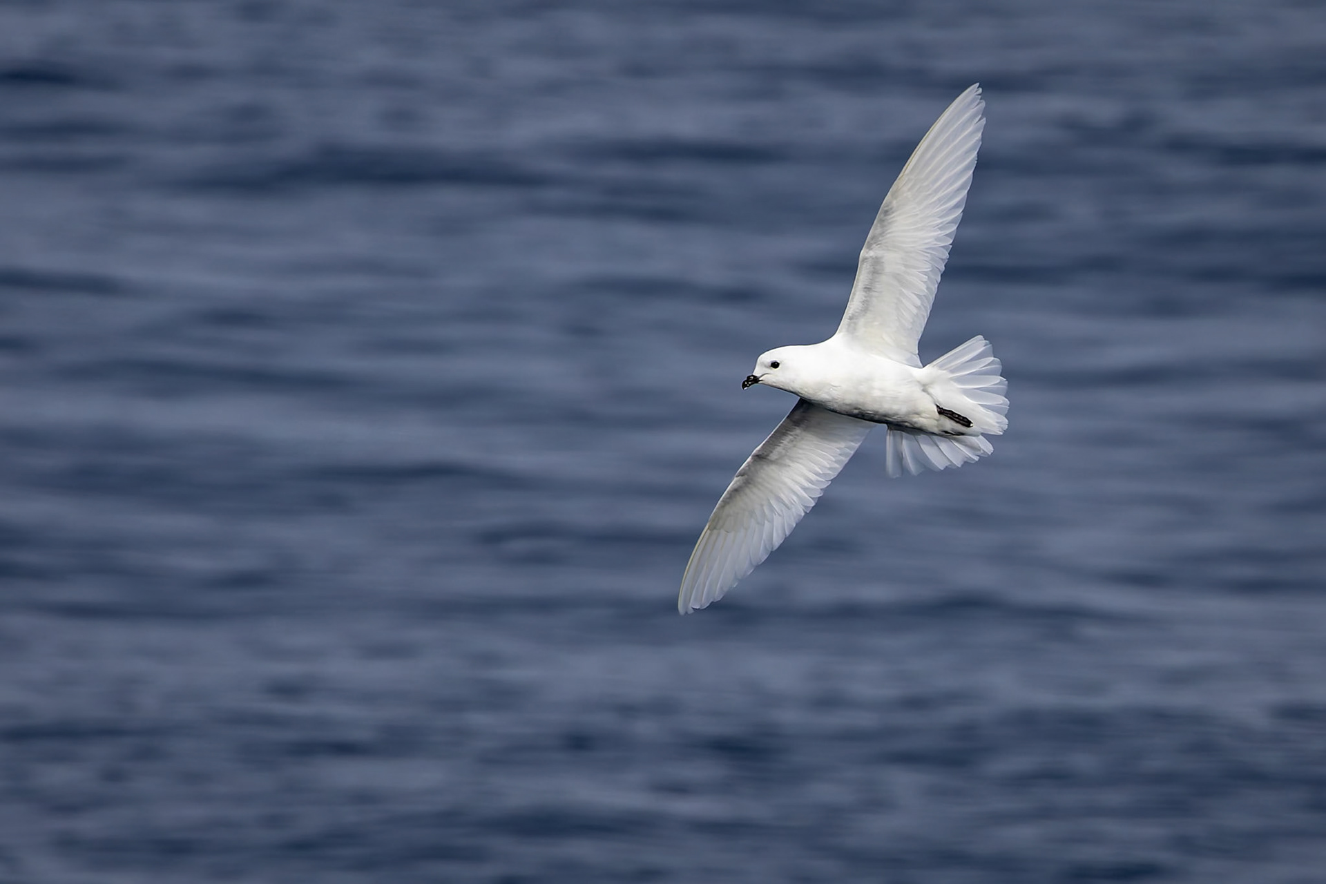 Snowy petrel, Useful Island, Antarctica
