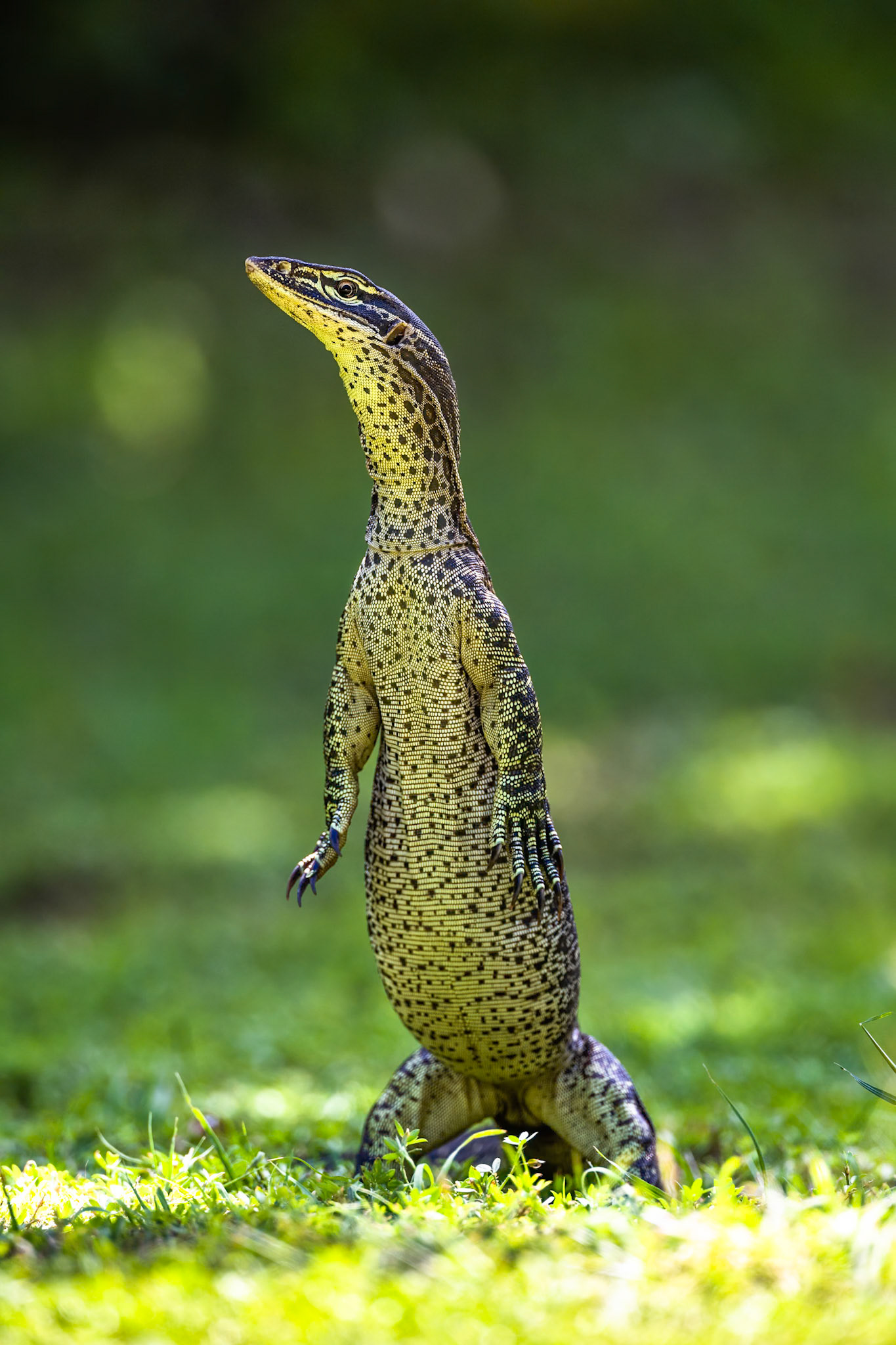 Yellow-spotted monitor, Kutini-Payamu (Iron Range) National Park, Cape York Penninsula, Queensland