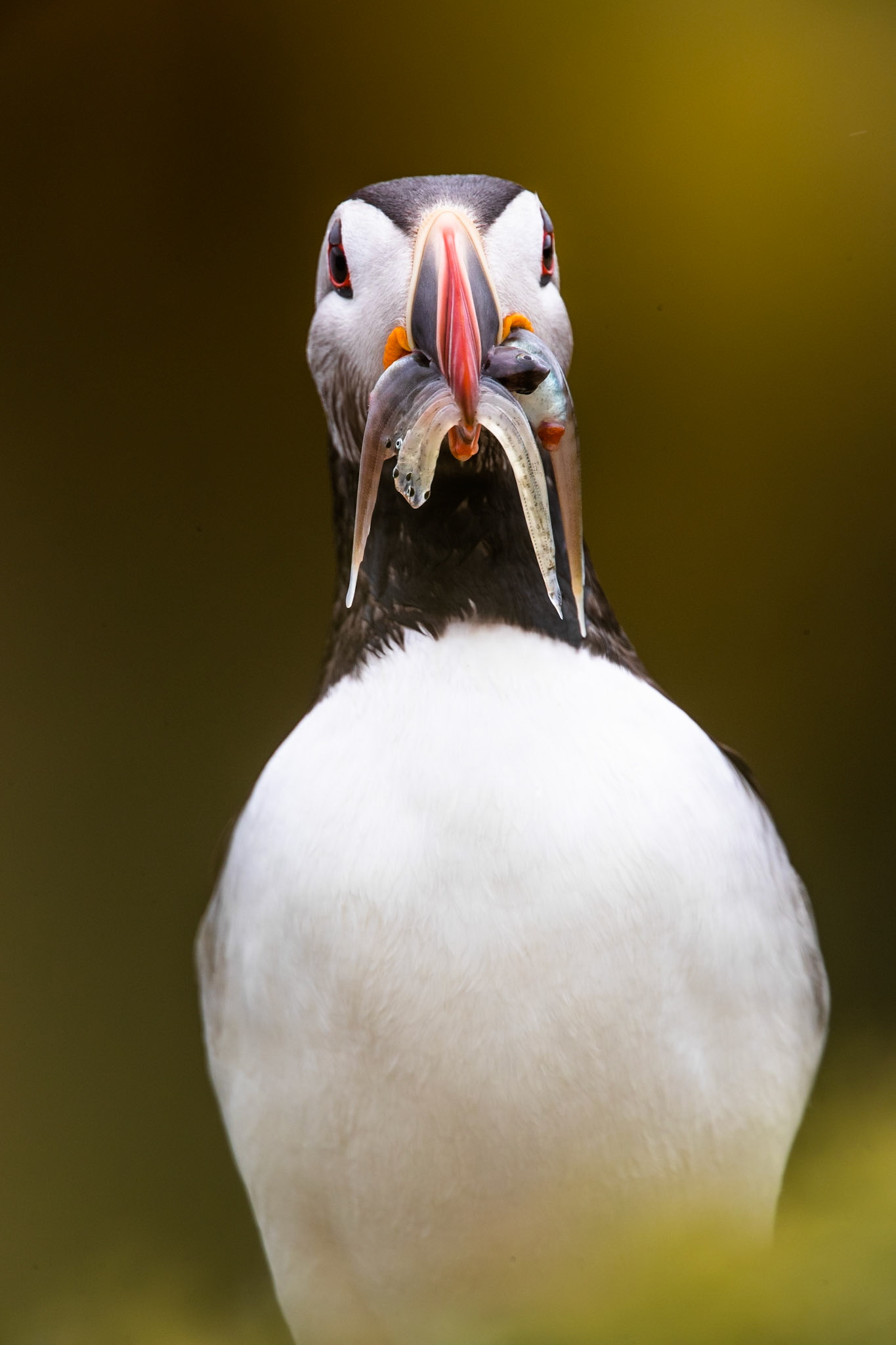 Atlantic puffin, Grímsey Island, Iceland
