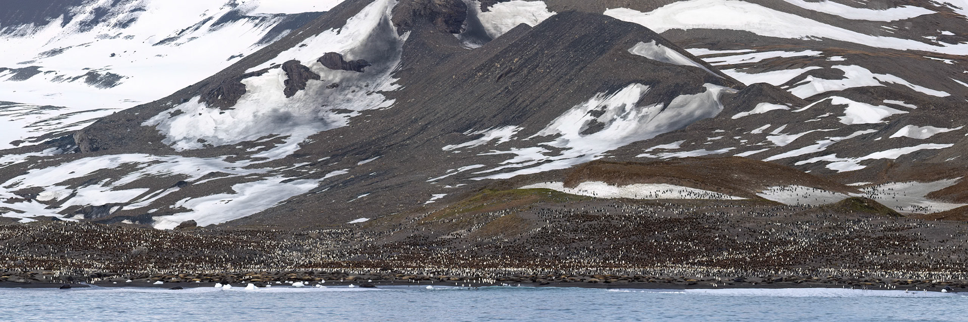 King penguins, St Andrew's Bay, South Georgia