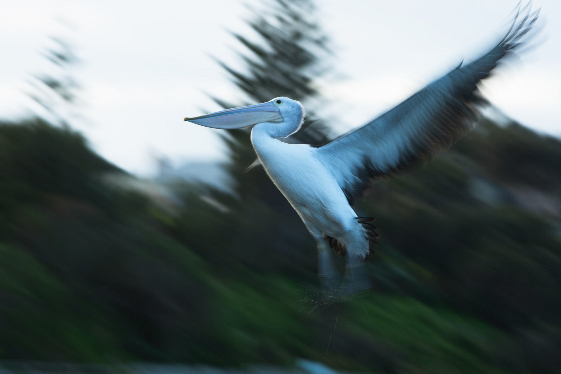 Australian pelicans gathered for a daily feed, Kingscote, Kangaroo Island