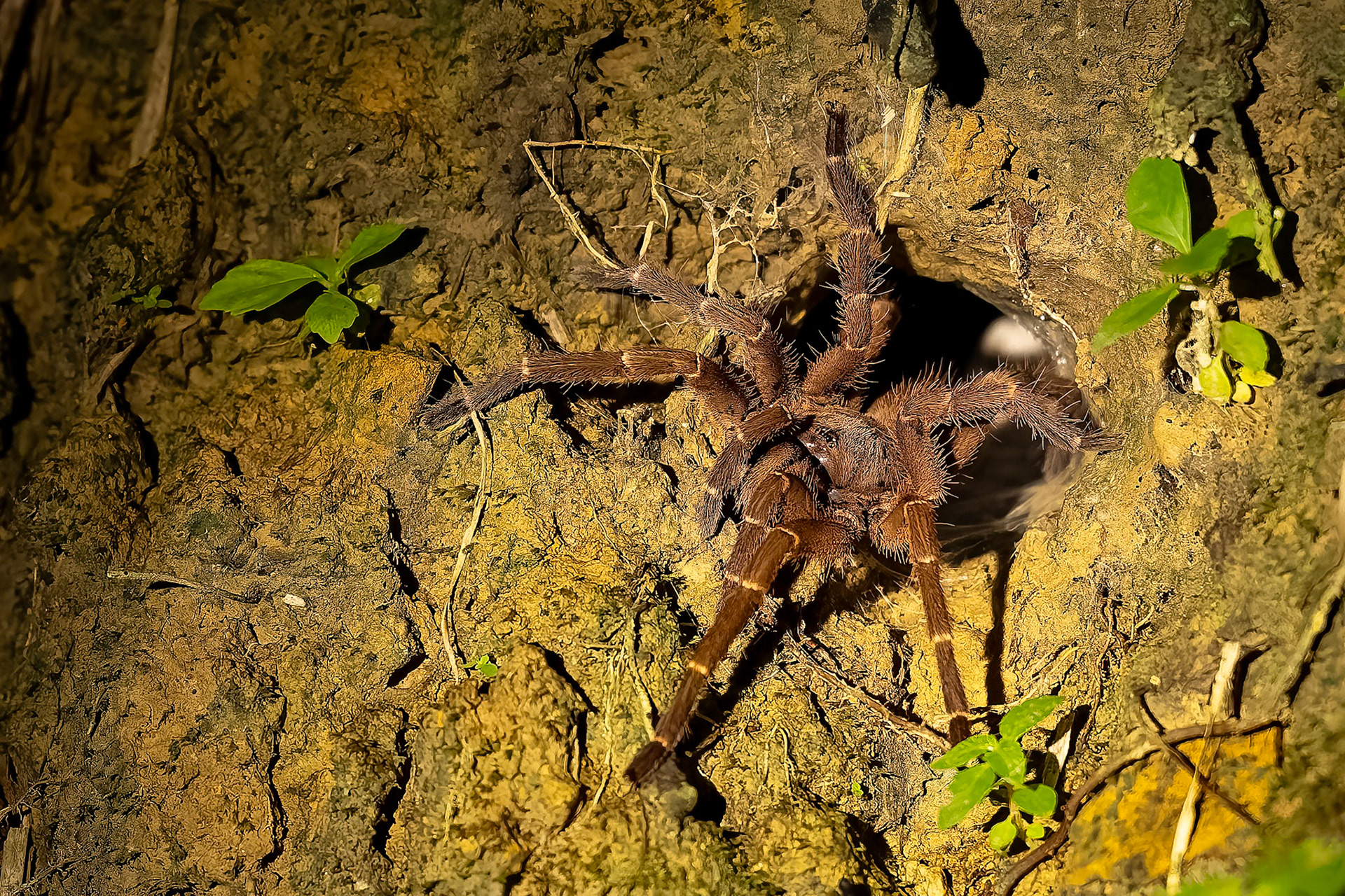 Earth tiger tarantula, Sepilok, Borneo