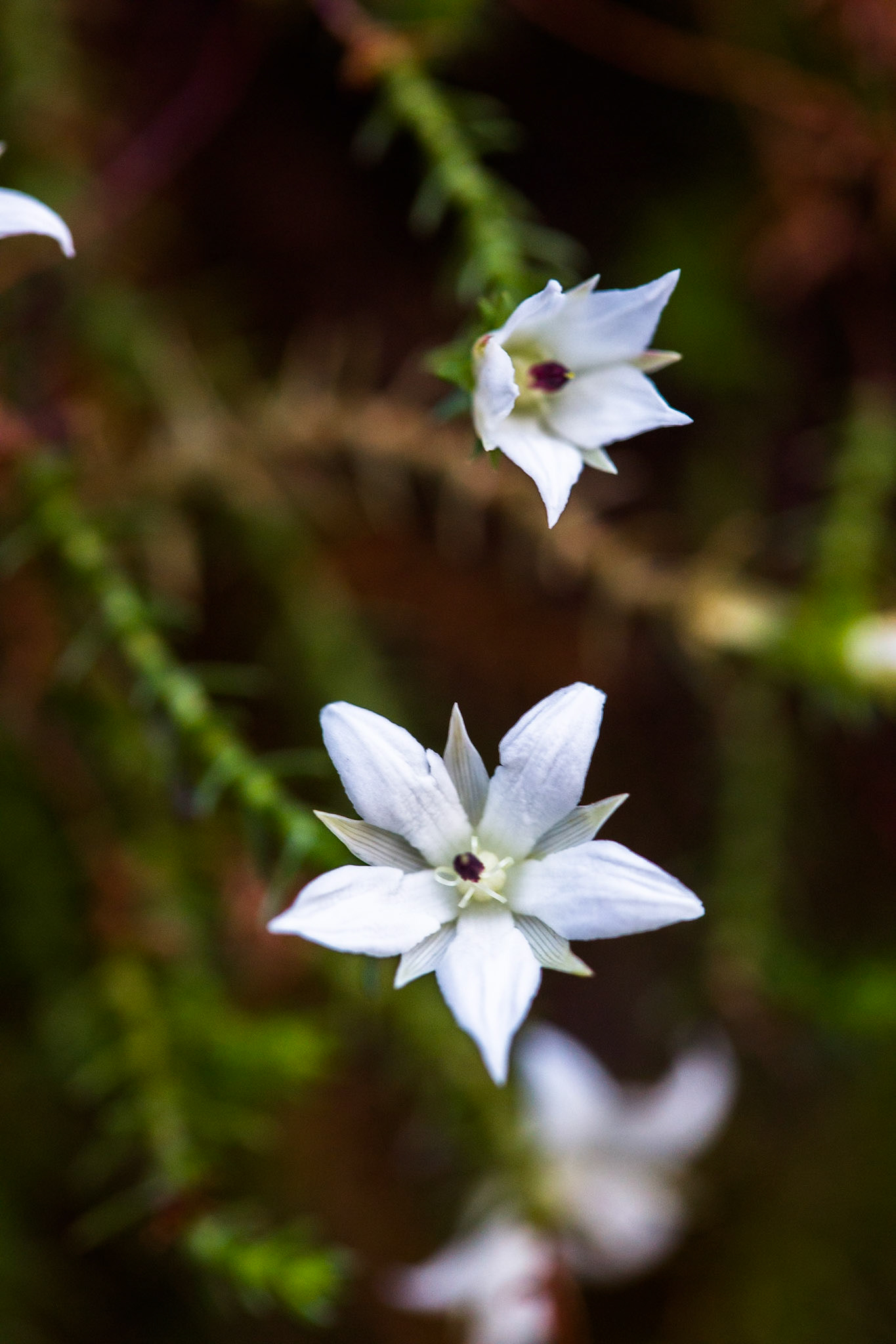 Started on the track to Golf Links lookout. Walked past the Pool of Siloam to Gordon Falls lookout. Followed the Prince Henry cliff walk to Leura Cascades from where we descended through Leura Forest to the junction with Federal Pass tea stop. Continued along Federal Pass past the junction with Dardanelles Pass (near the base of the Giant Staircase); past the base of Furber Steps to the Scenic Railway lower station (Lunch stop).  Some returned via the Scenic Railway, whilst others retraced steps and ascended the Giant Staircase to Echo Point. Notes by Peter Watt.