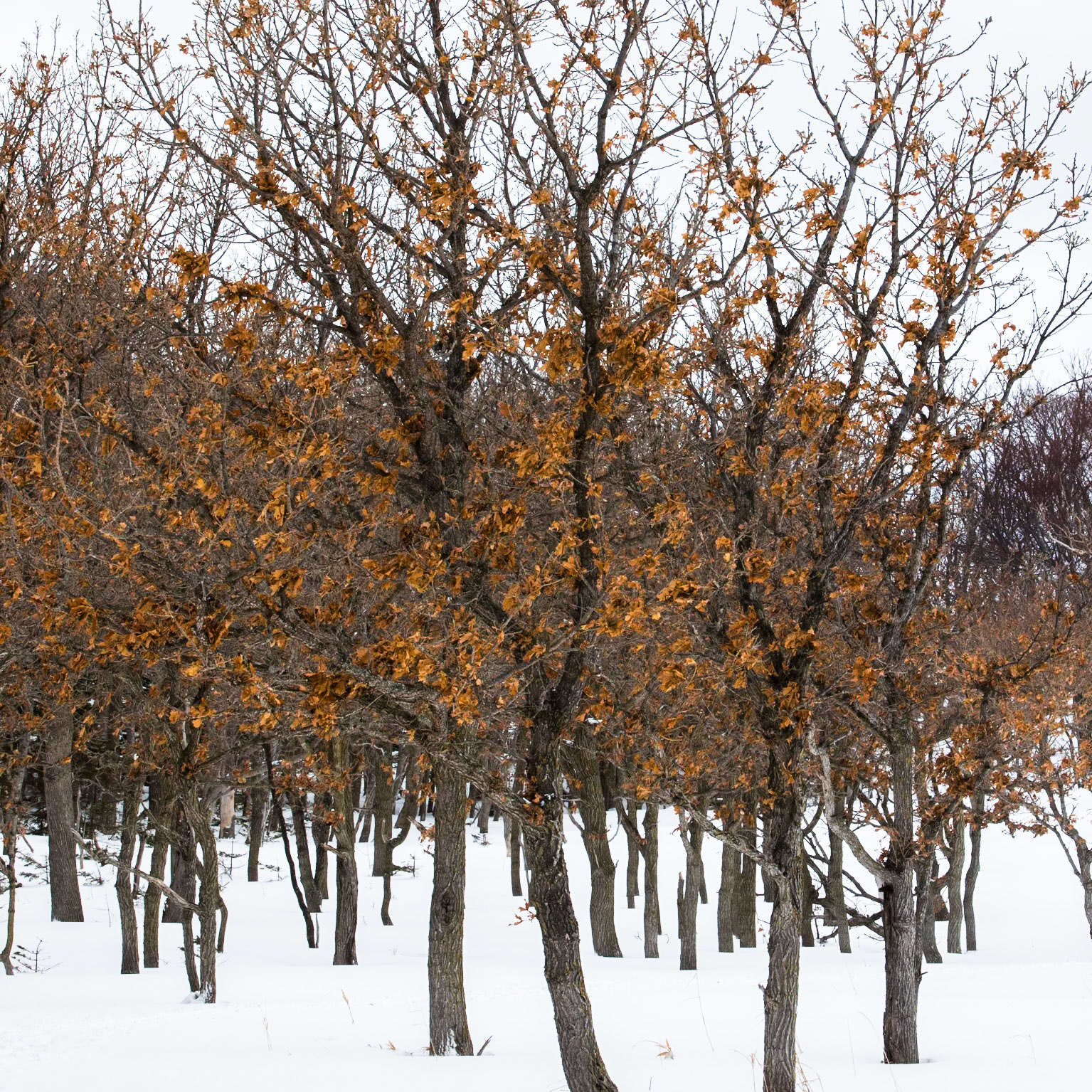 Shiretoko National Park, Hokkaido, Japan