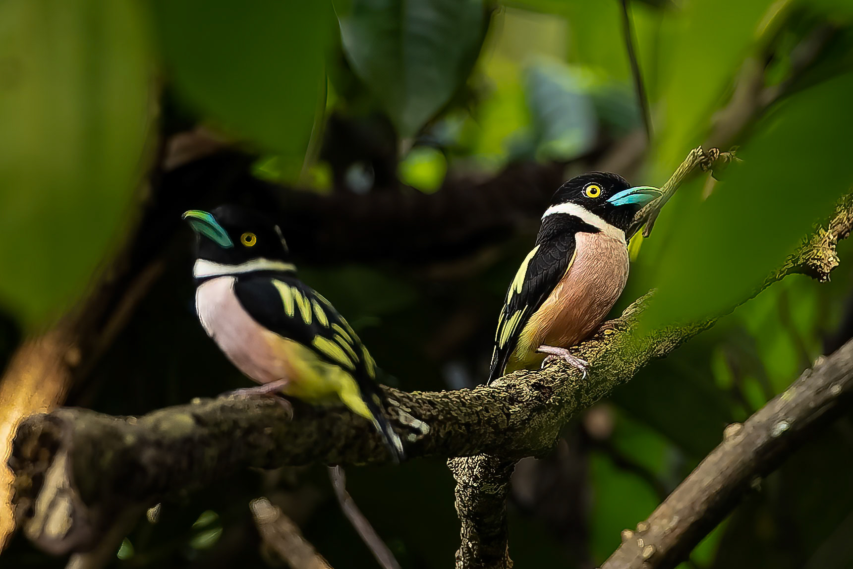 Black-and-yellow broadbill, Tabin, Borneo