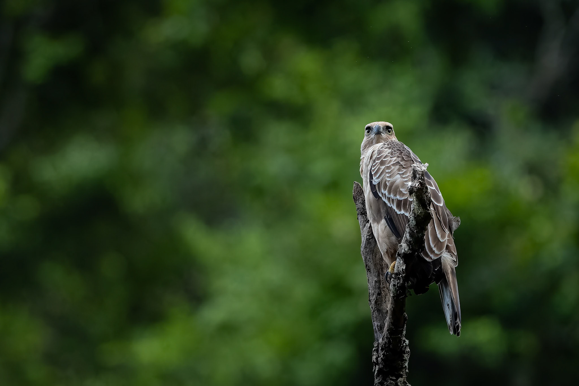 Wallace's hawk-eagle, Sukau, Borneo
