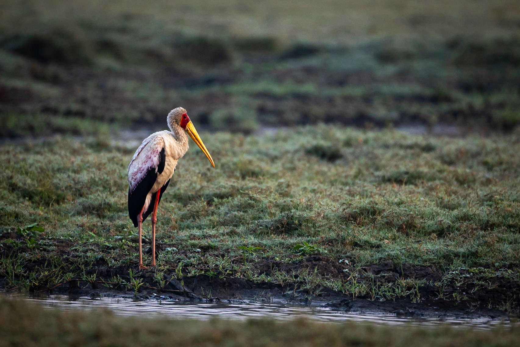 Yellow-billed stork, Gorongosa, Mozambique