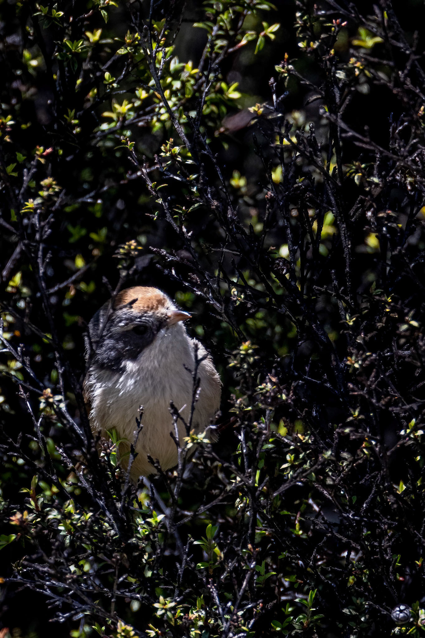Brown creeper, Te Anau, New Zealand