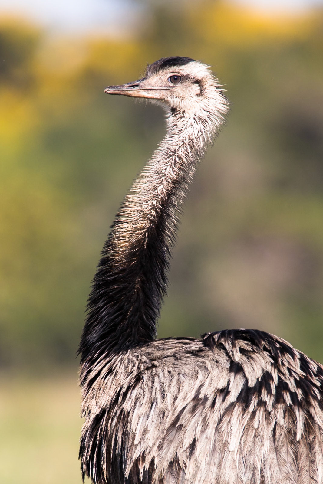 Greater rhea, Pousada Piuval, Pantanal, Brazil