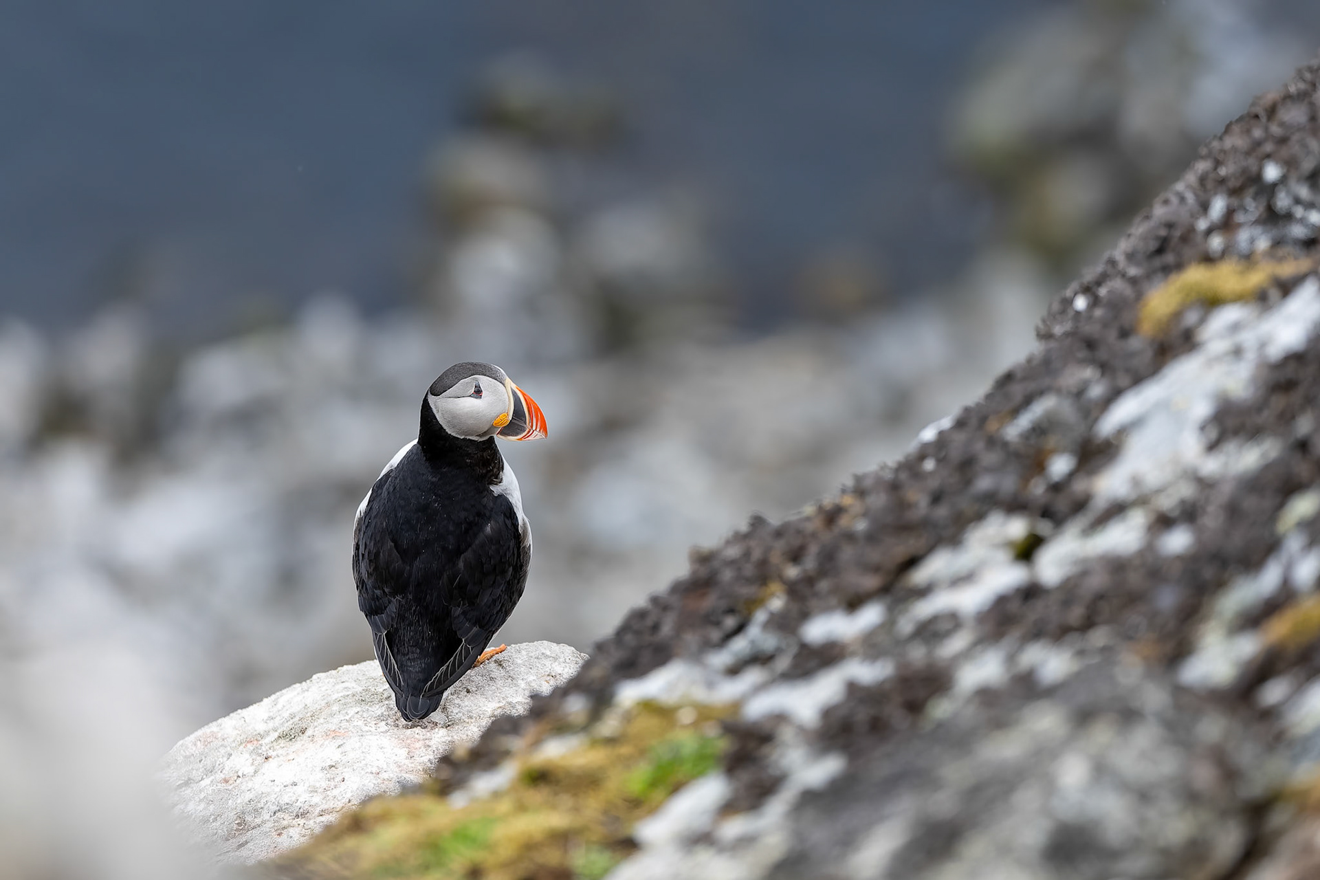 Atlantic puffin, Ytre Norkoya, Svalbard, Norway