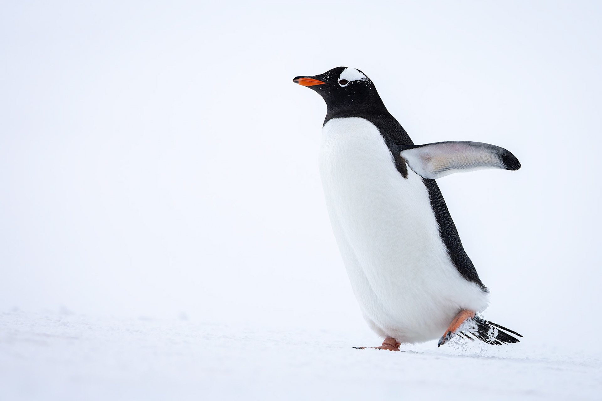 Gentoo penguin, Cuverville, Antarctica