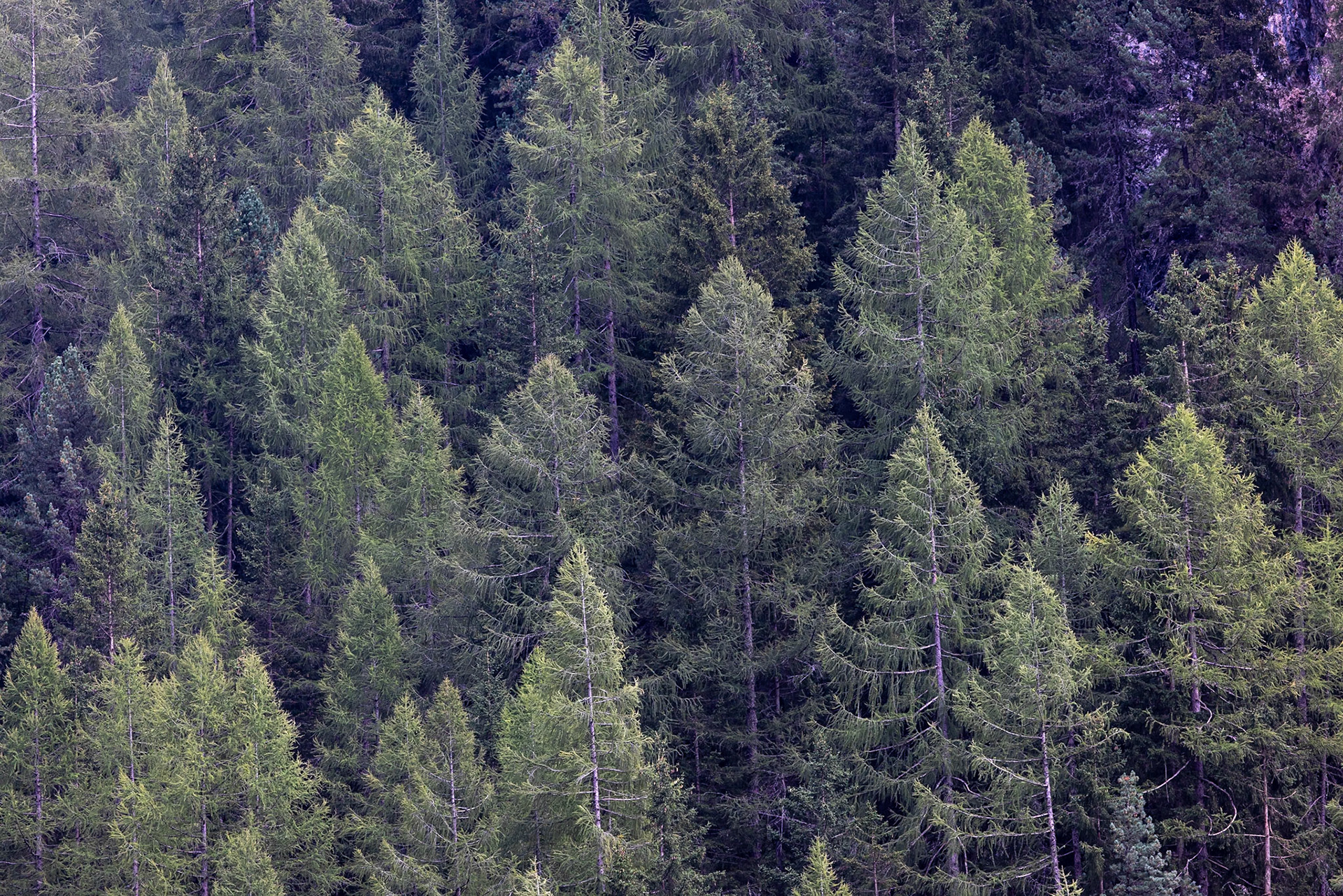Val Lunga, Selva di Val Gardena, Dolomites, South Tyrol, Italy
