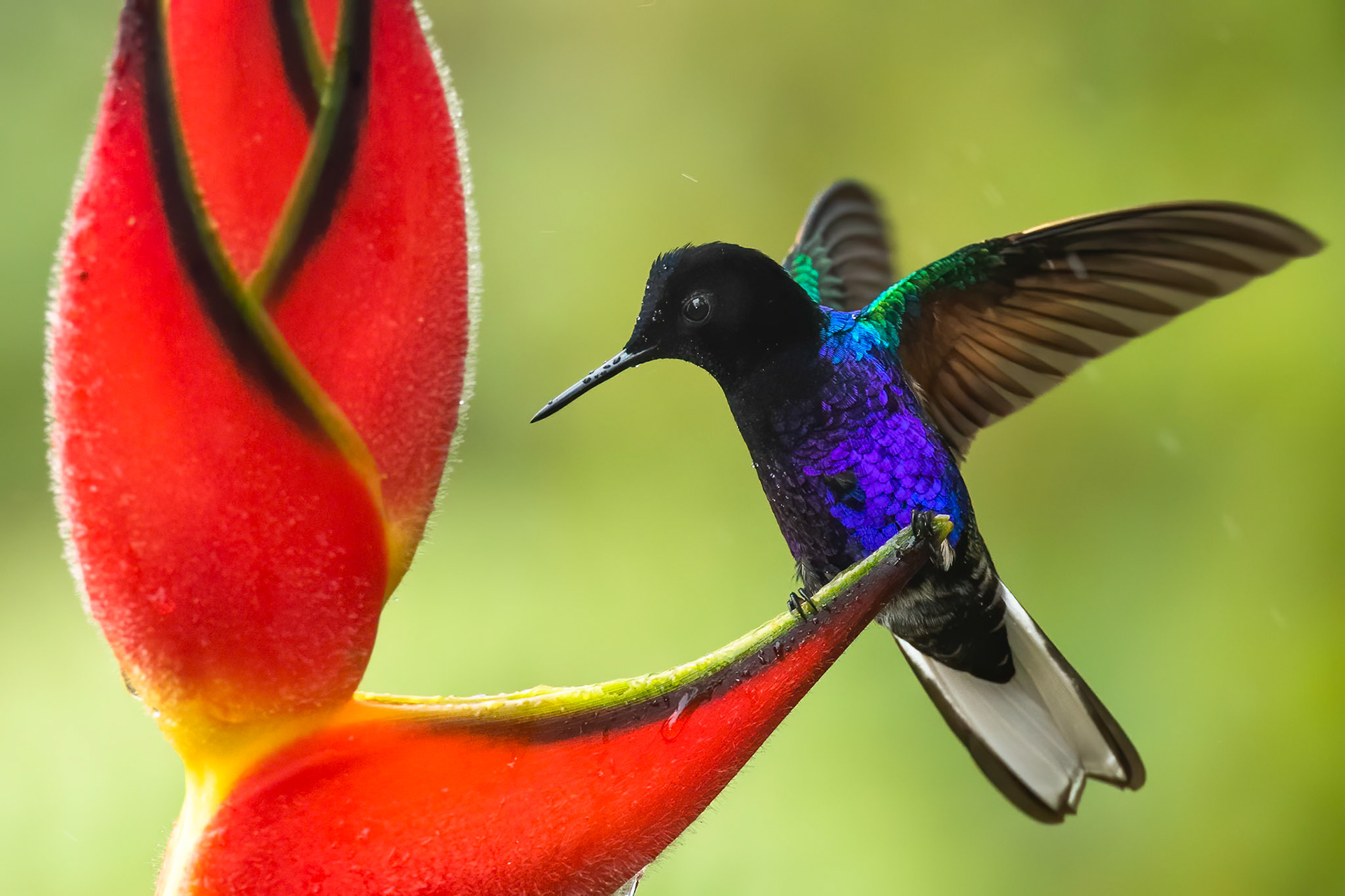 Velvet-purple coronet, Las Tangeras, Colombia
