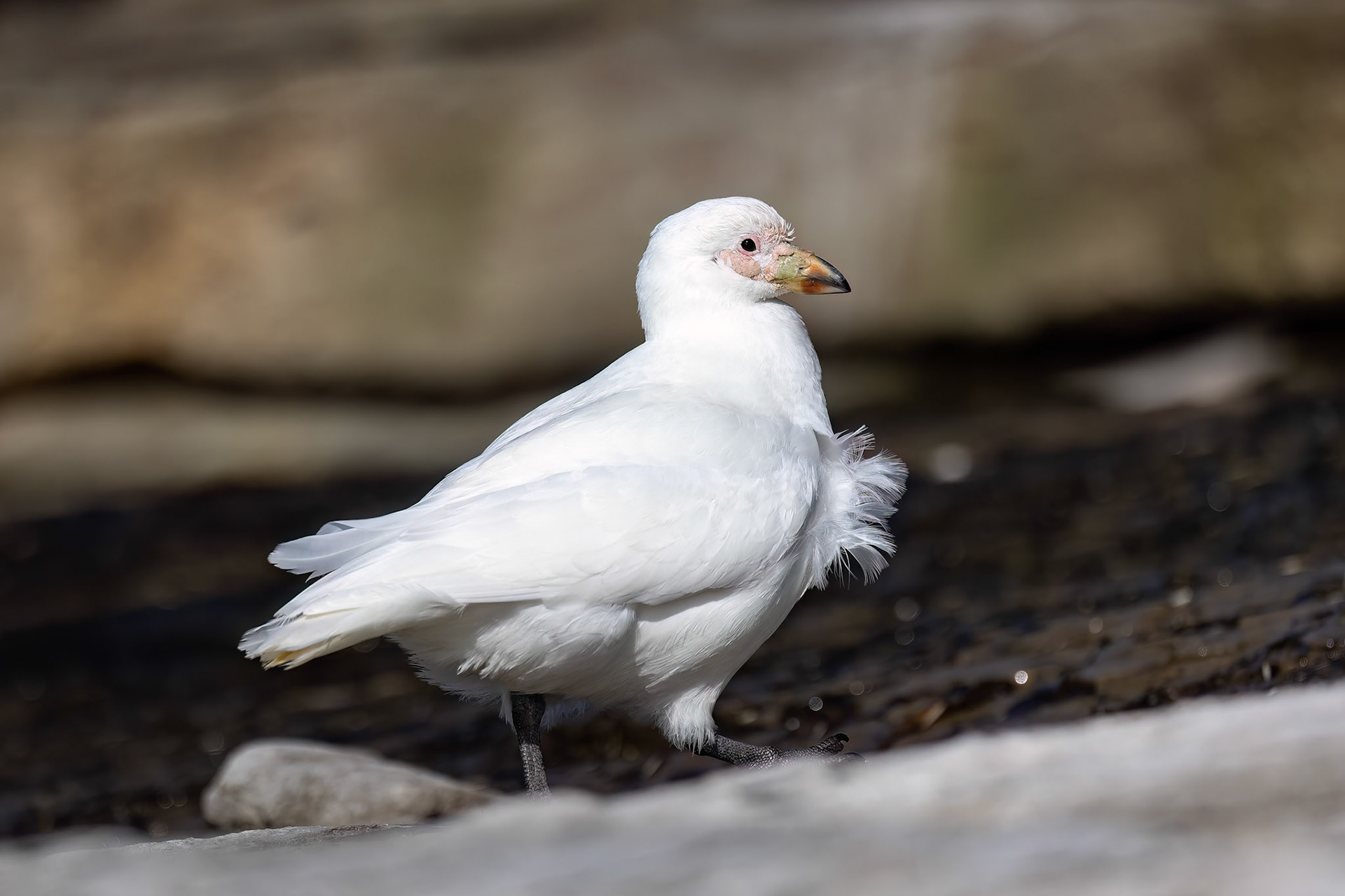 Snowy sheathbill, The Settlement, Saunders Island, Falkland Islands