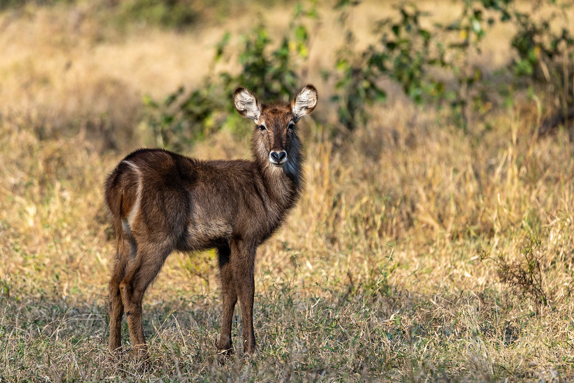Waterbuck, Gorongosa, South Africa