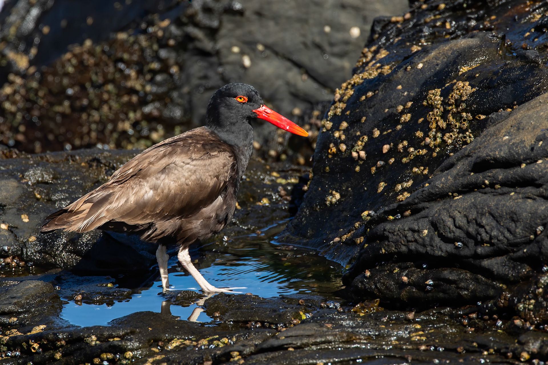 Blackish oystercatcher, Vinã del Mar, Chilé