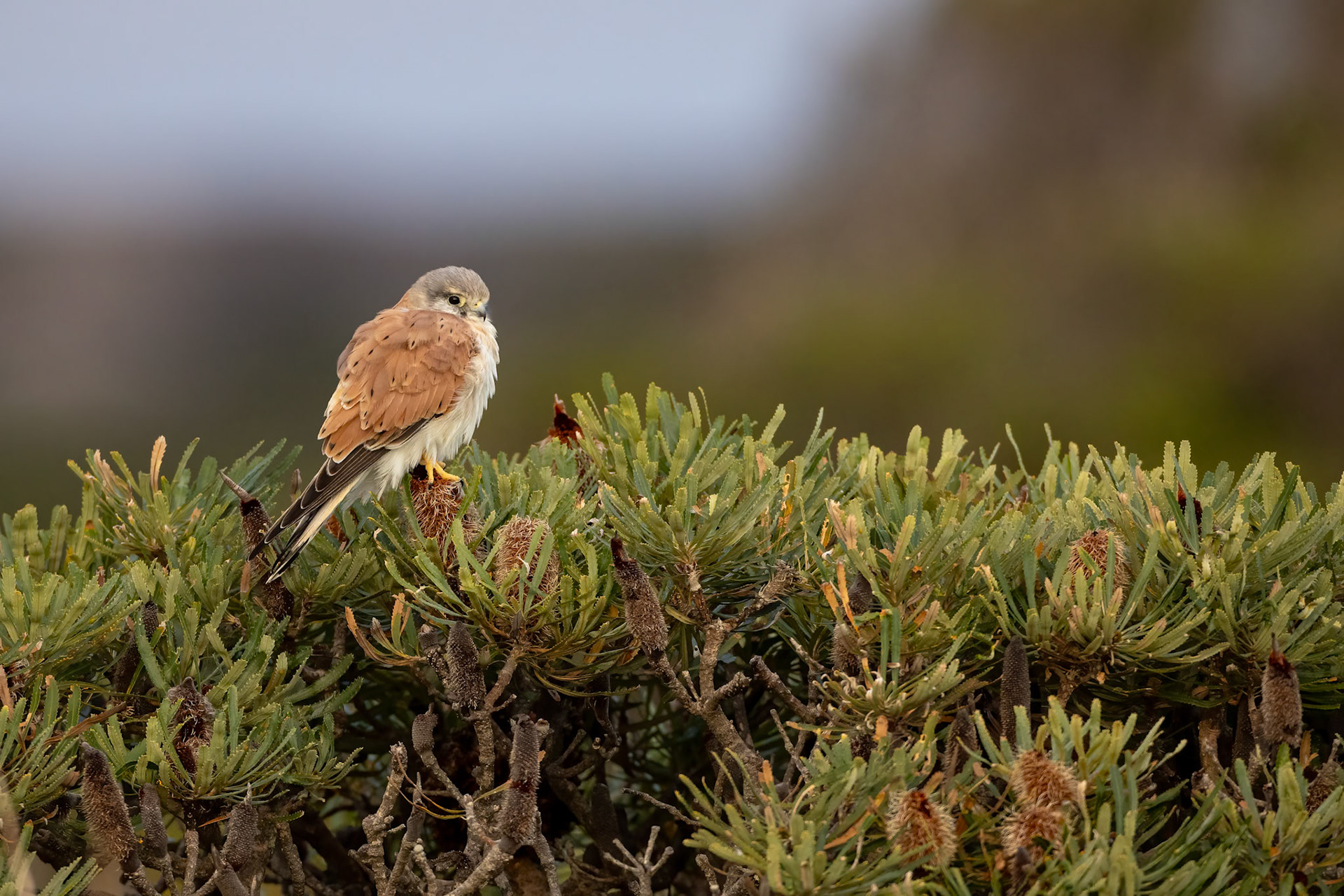 Nankeen kestrel, Cheynes Beach, West Australia