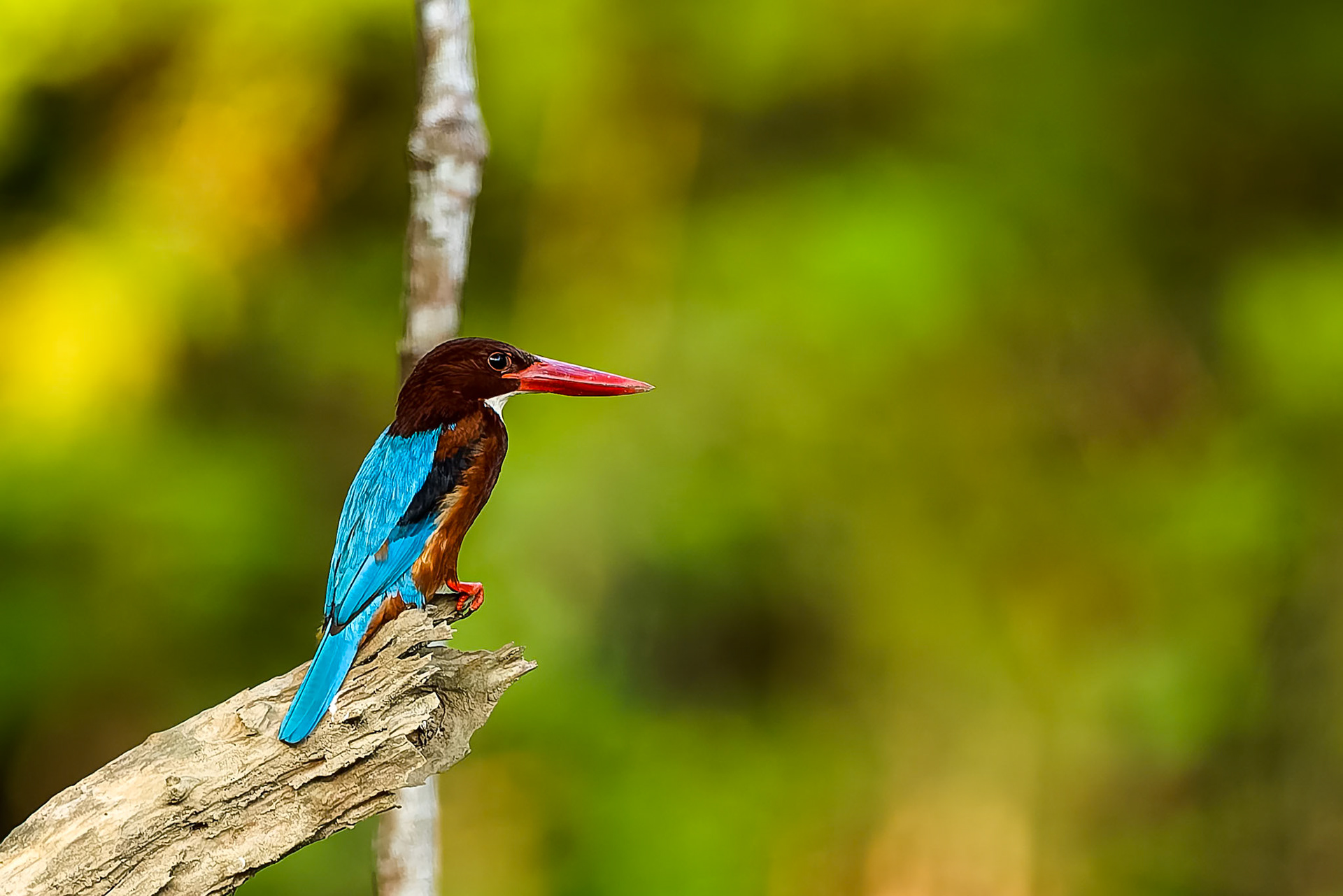 White-throated kingfisher, Khaeng Krackan National Park, Thailand