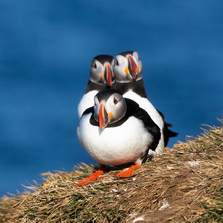 Atlantic puffin, Grímsey Island, Iceland