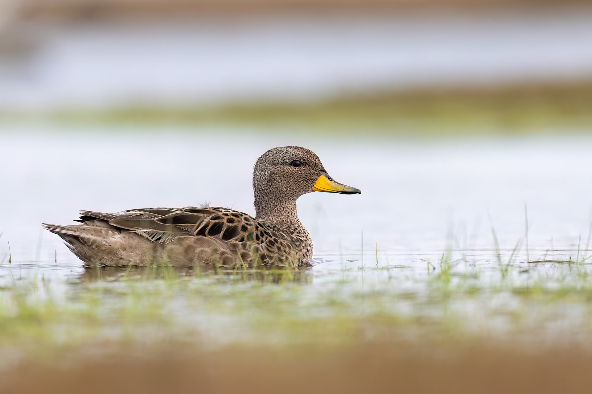 Yellow-billed teal, Pebble Island, Falkland Islands