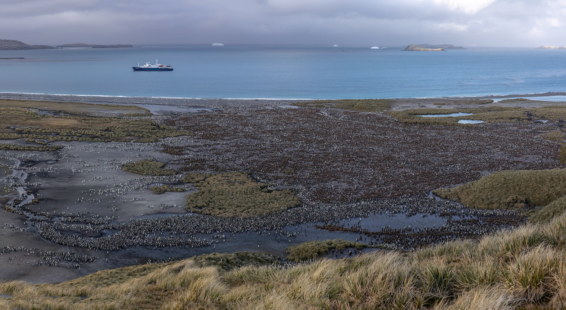 King penguin, Salisbury Plains, South Georgia
