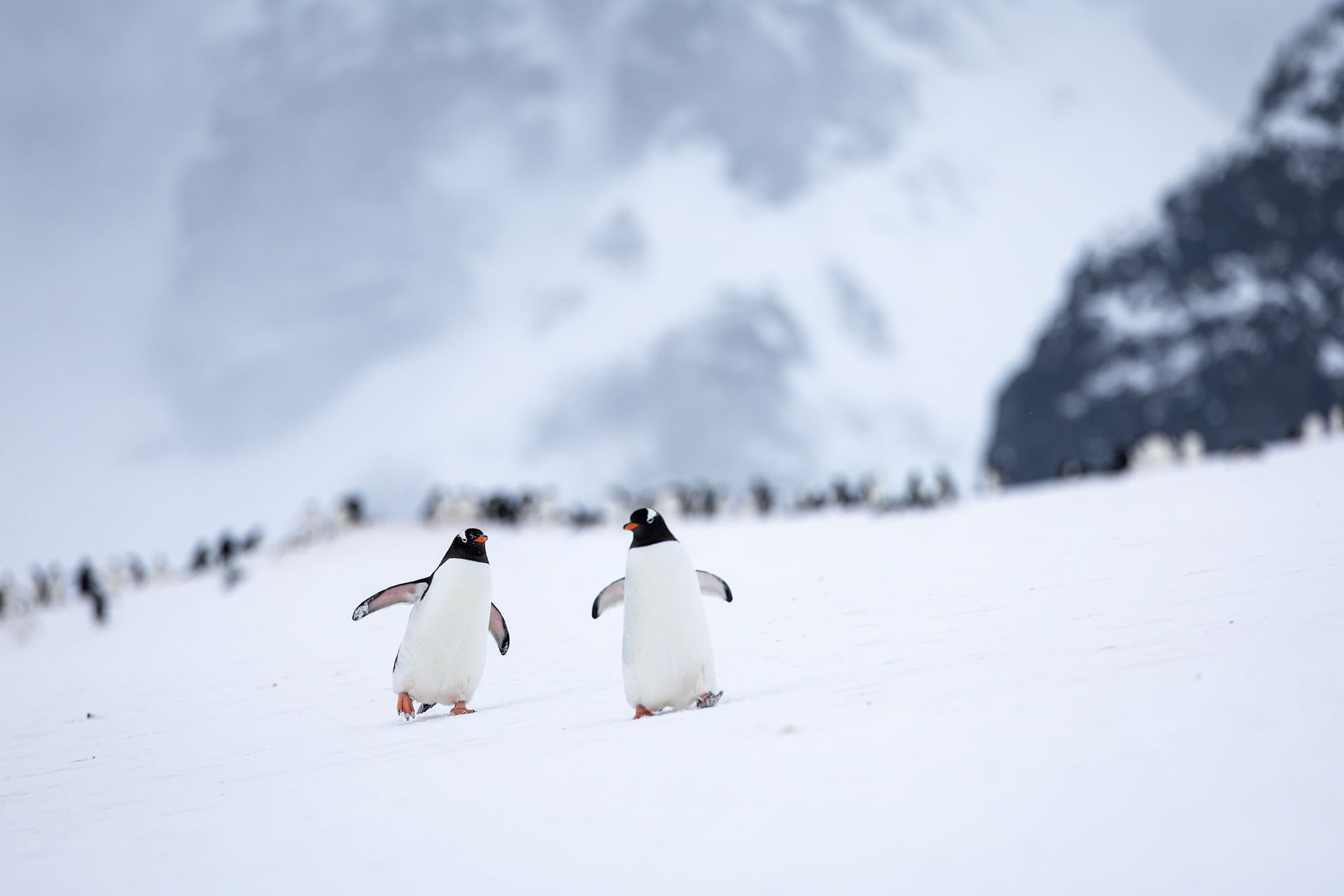Gentoo penguin, Cuverville, Antarctica