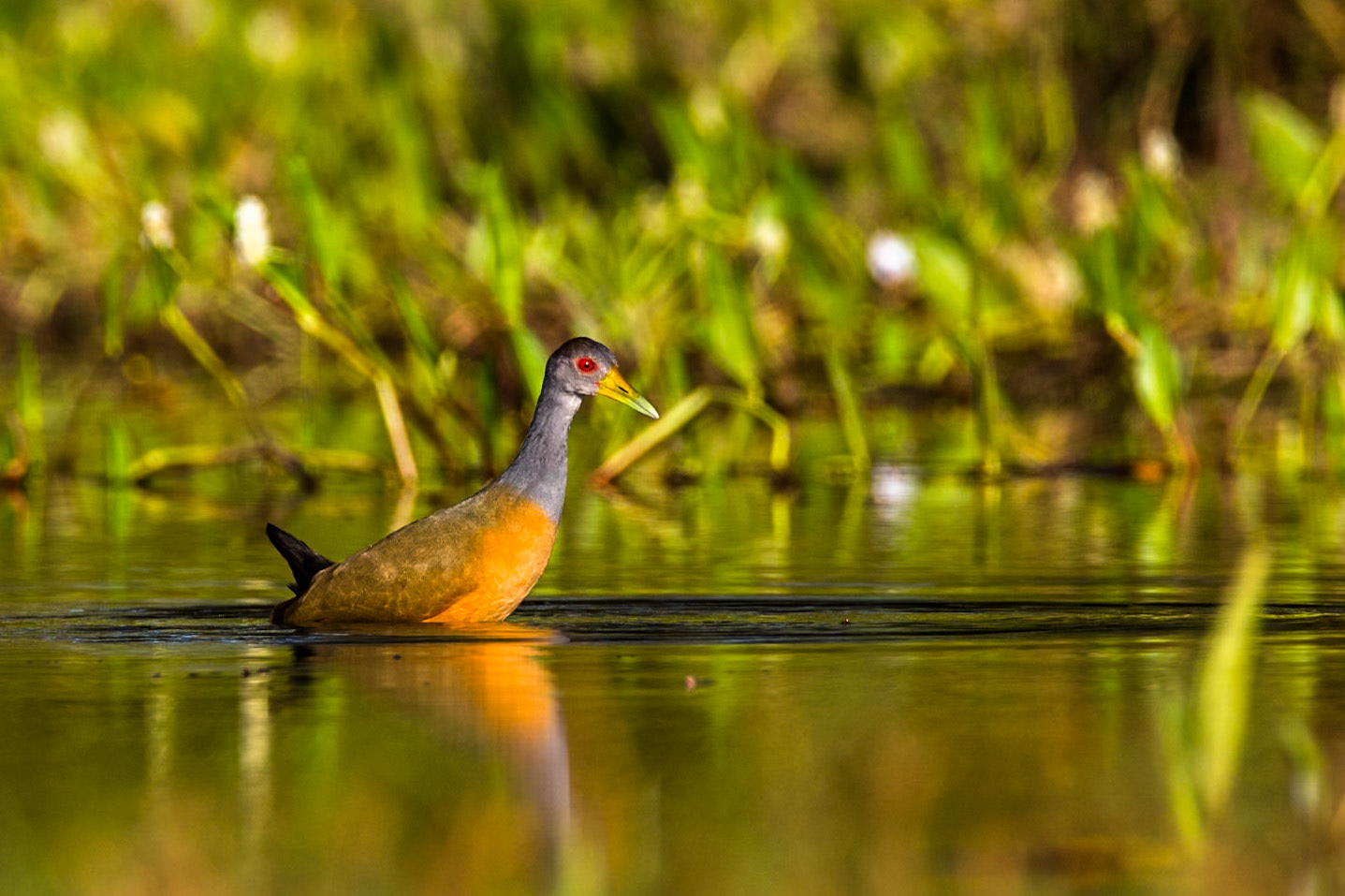 Grey-necked wood rail, Pousada Piuval, Pantanal, Brazil