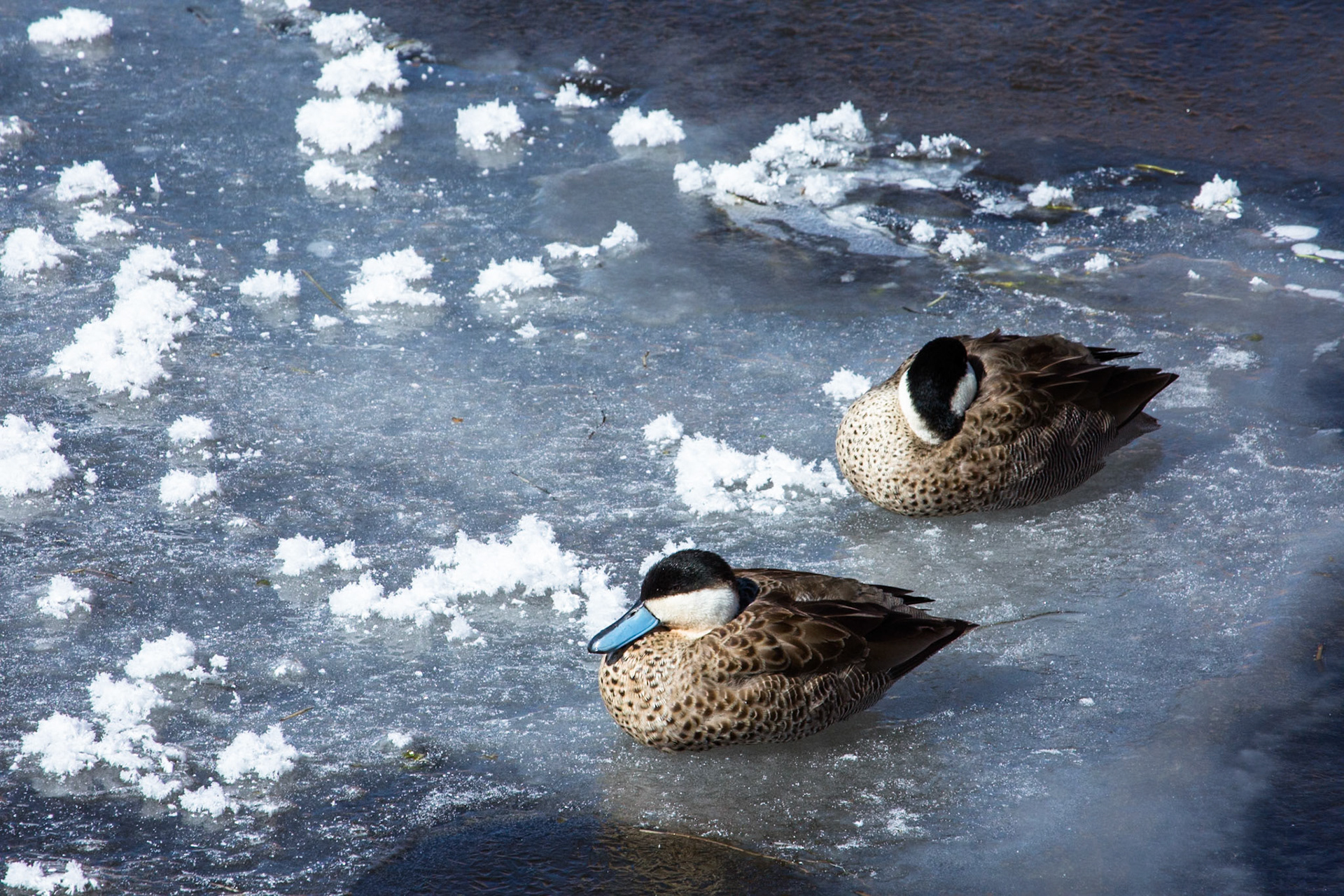 Puna teal, Altiplano wetlands, Atacama, Chile