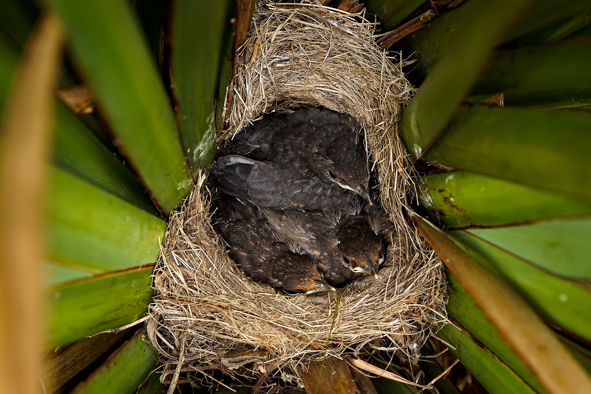 Eurasian blackbird, Bruny Island, Tasmania, Australia