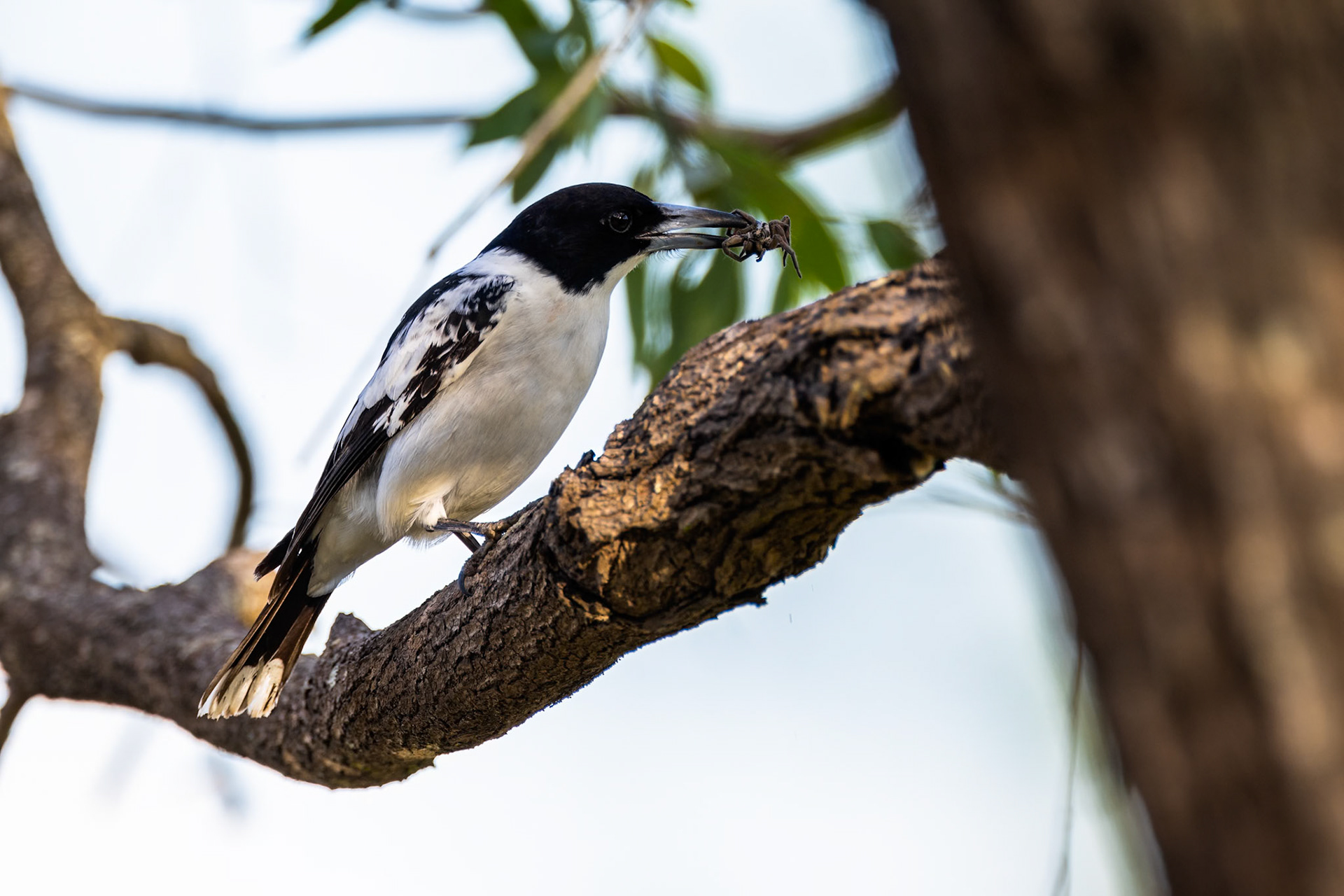 Black-backed butcherbird, Musgrave, Cape York Penninsula, Queensland