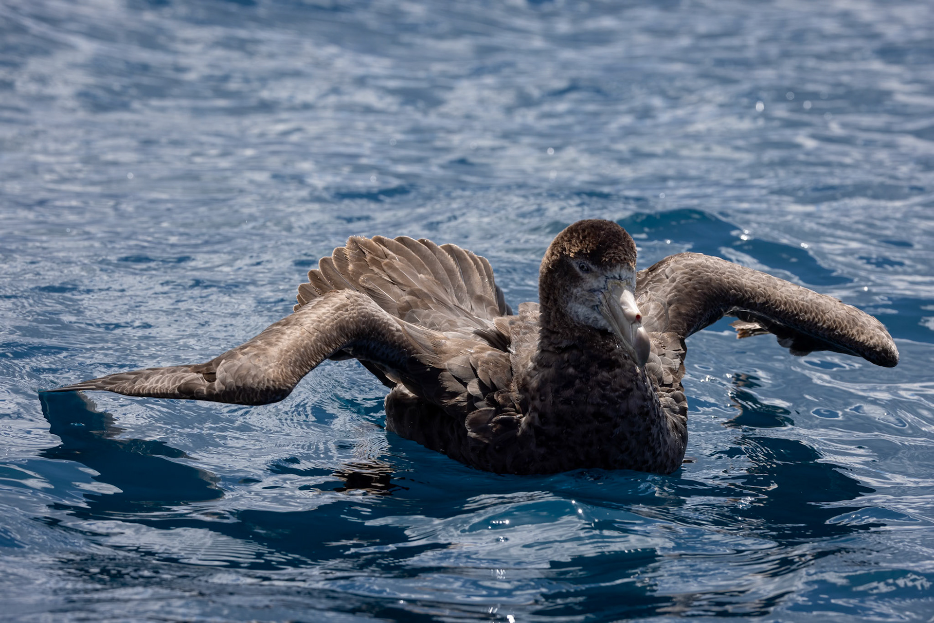Northern giant-petrel, Kaikōura, New Zealand