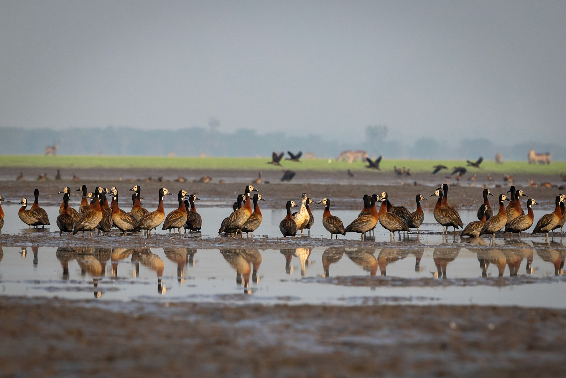 White-faced whistling-duck, Gorongosa, Mozambique