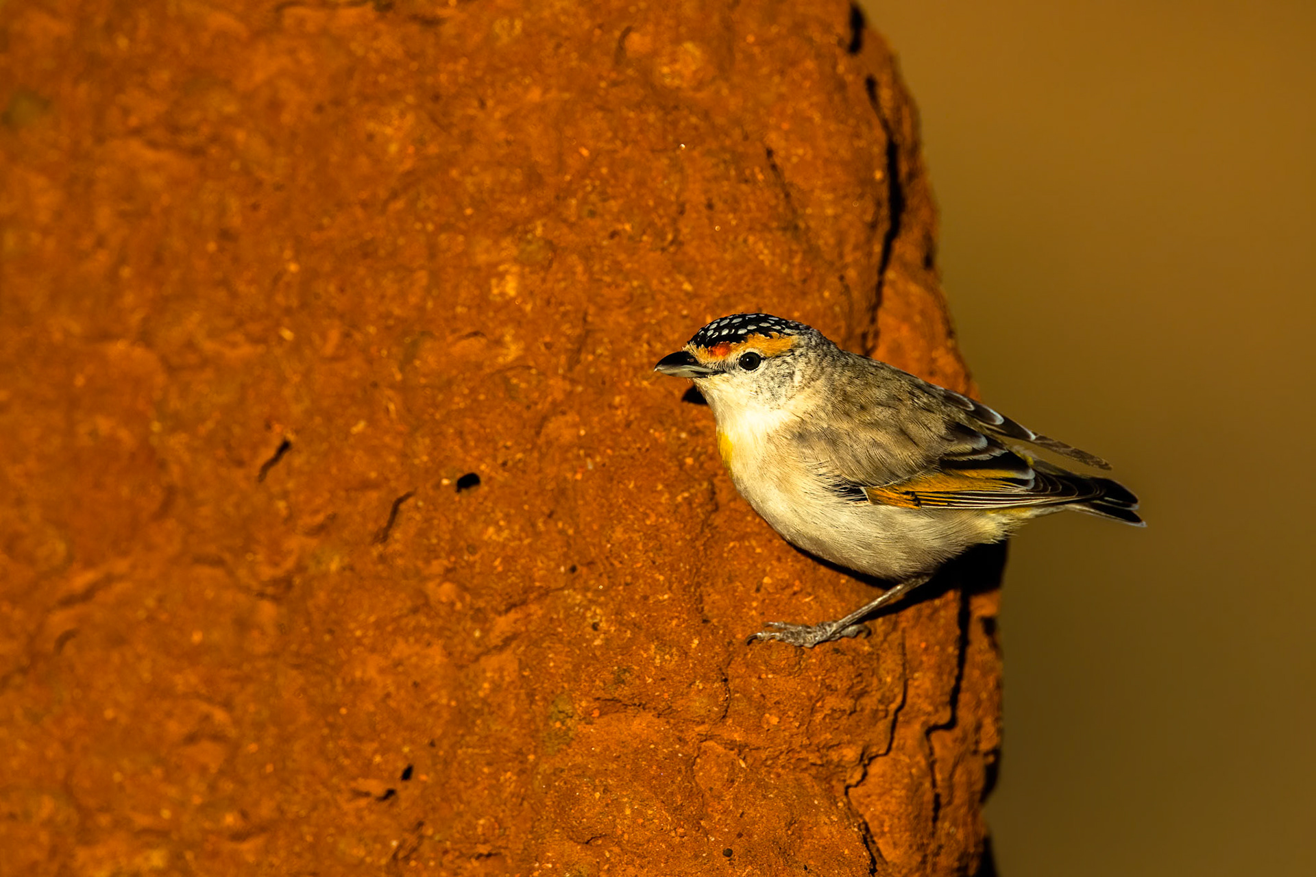 Red-browed pardalote, Mount Isa, Queensland, Australia