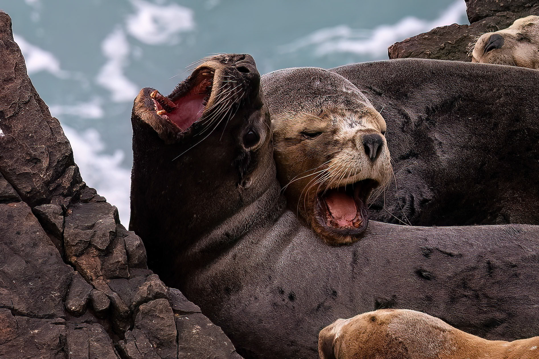 Fur seal, Pebble Island, Falkland Islands