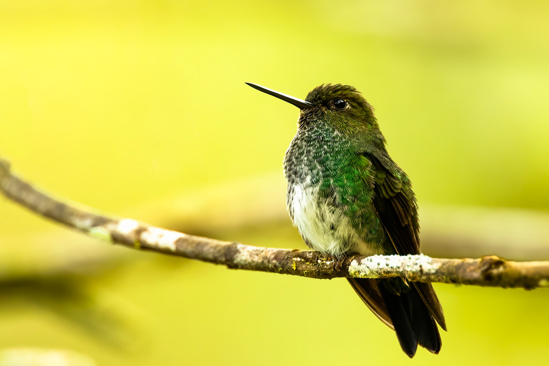 Greenish puffleg, Las Tangeras, Colombia