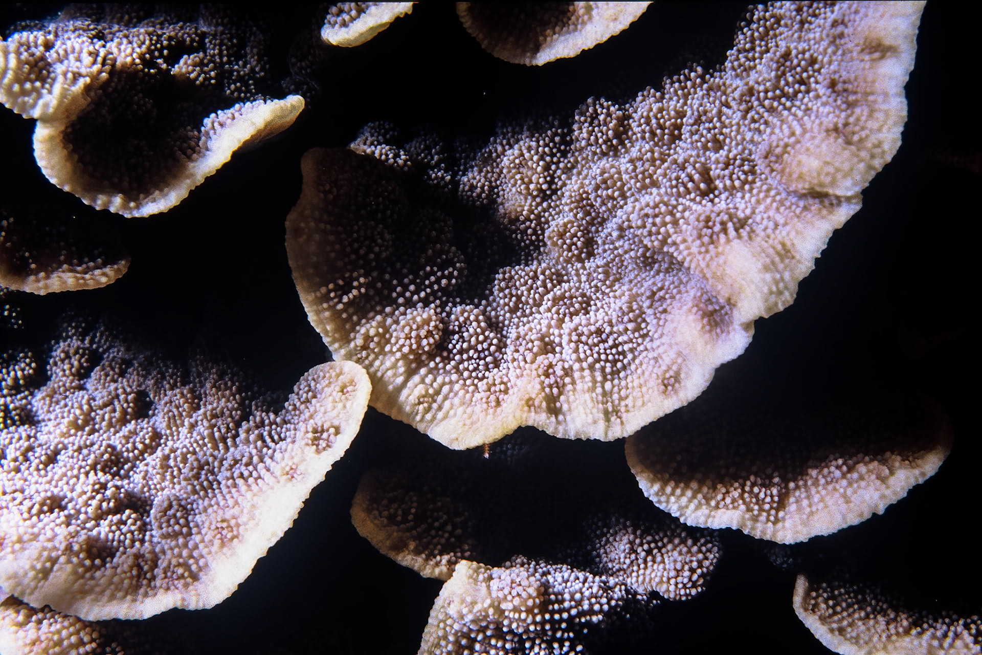 Plate coral, Comores
