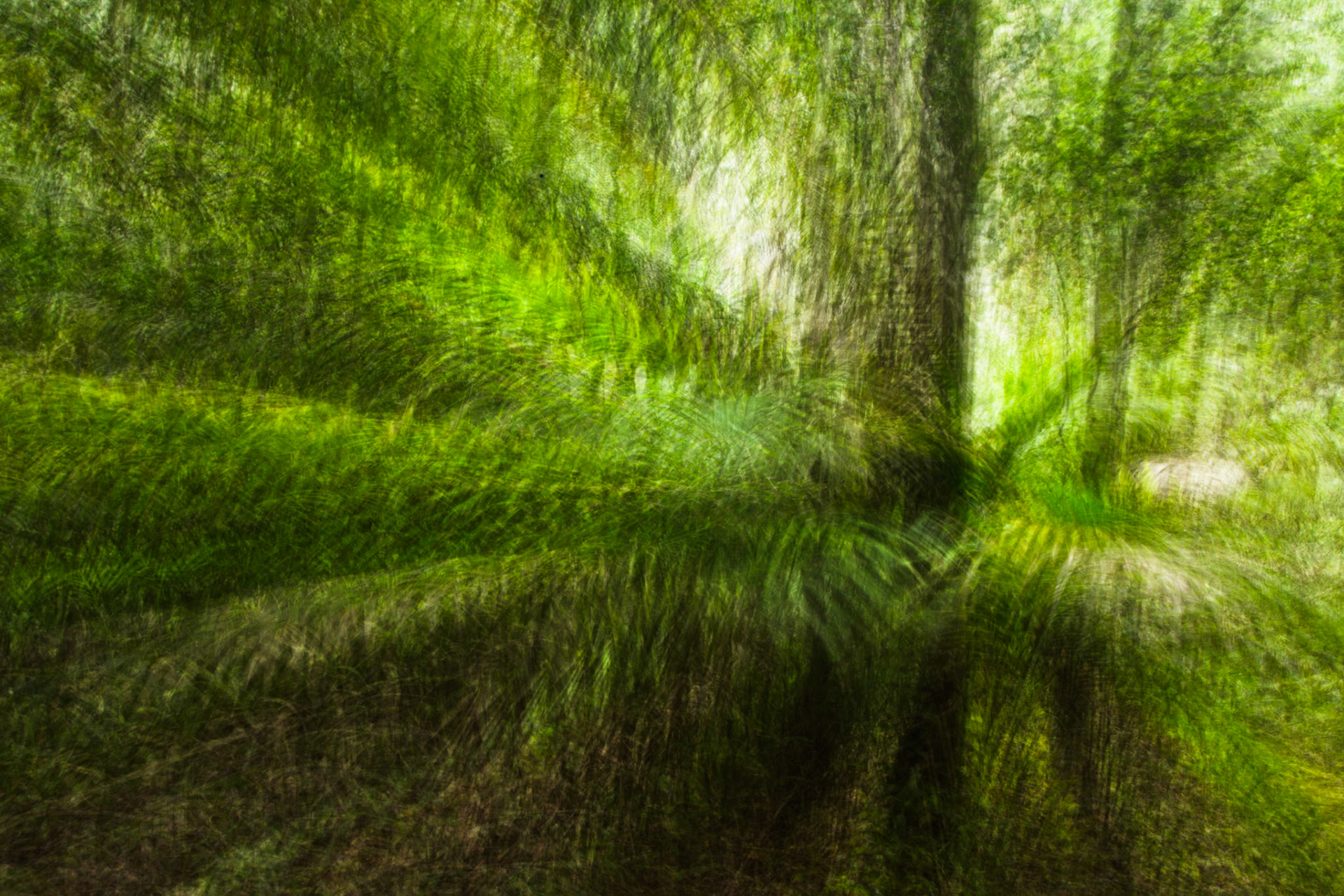A multiple exposure of trees and palms, between Middle to Lagoon Beach, Lord Howe Island.