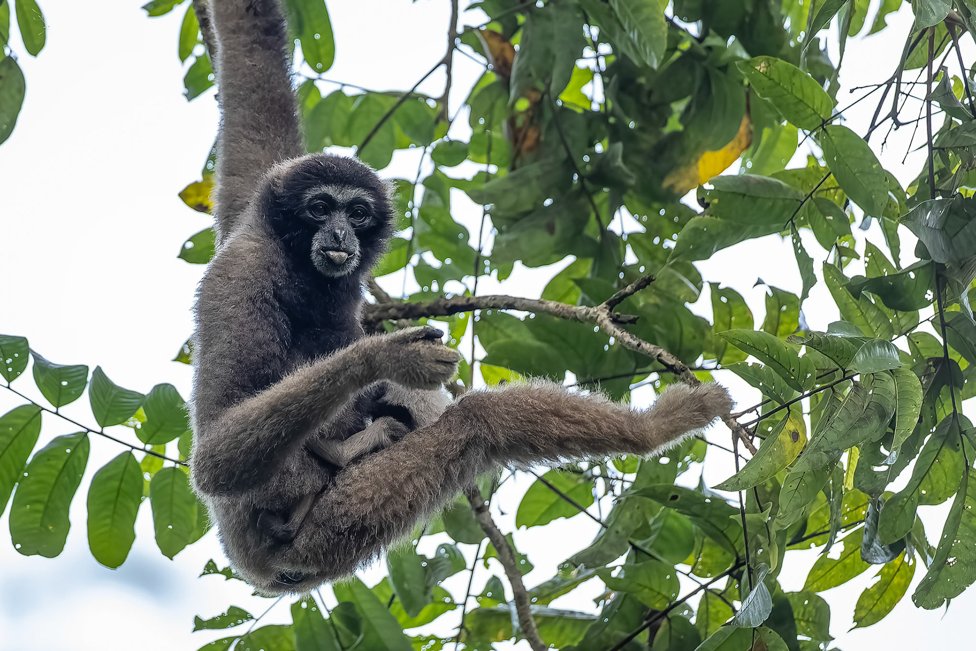 Bornean gibbon, Tabin, Borneo