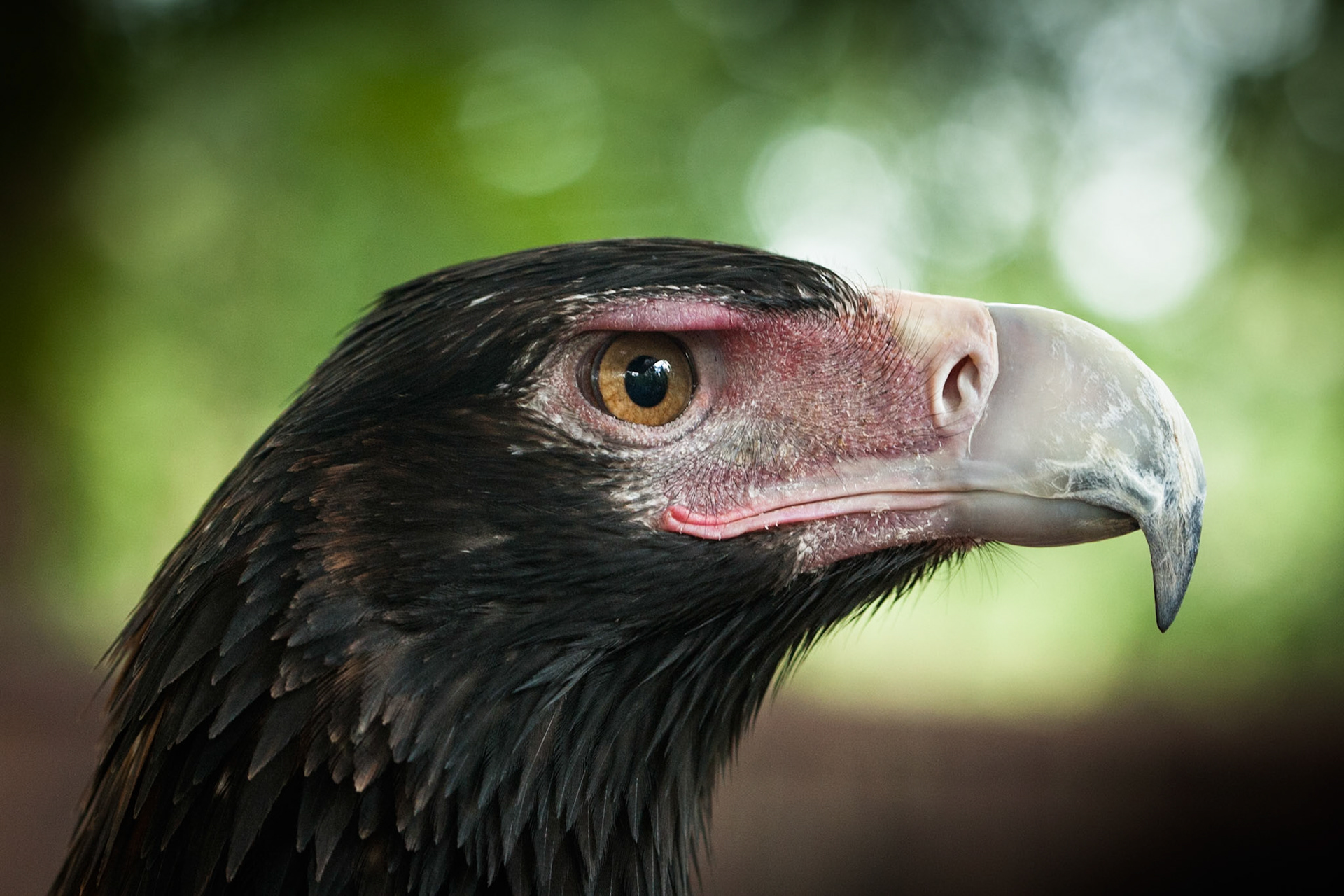 Wedge-tailed eagle, Territory Wildlife Park, Darwin, Northern Territory
