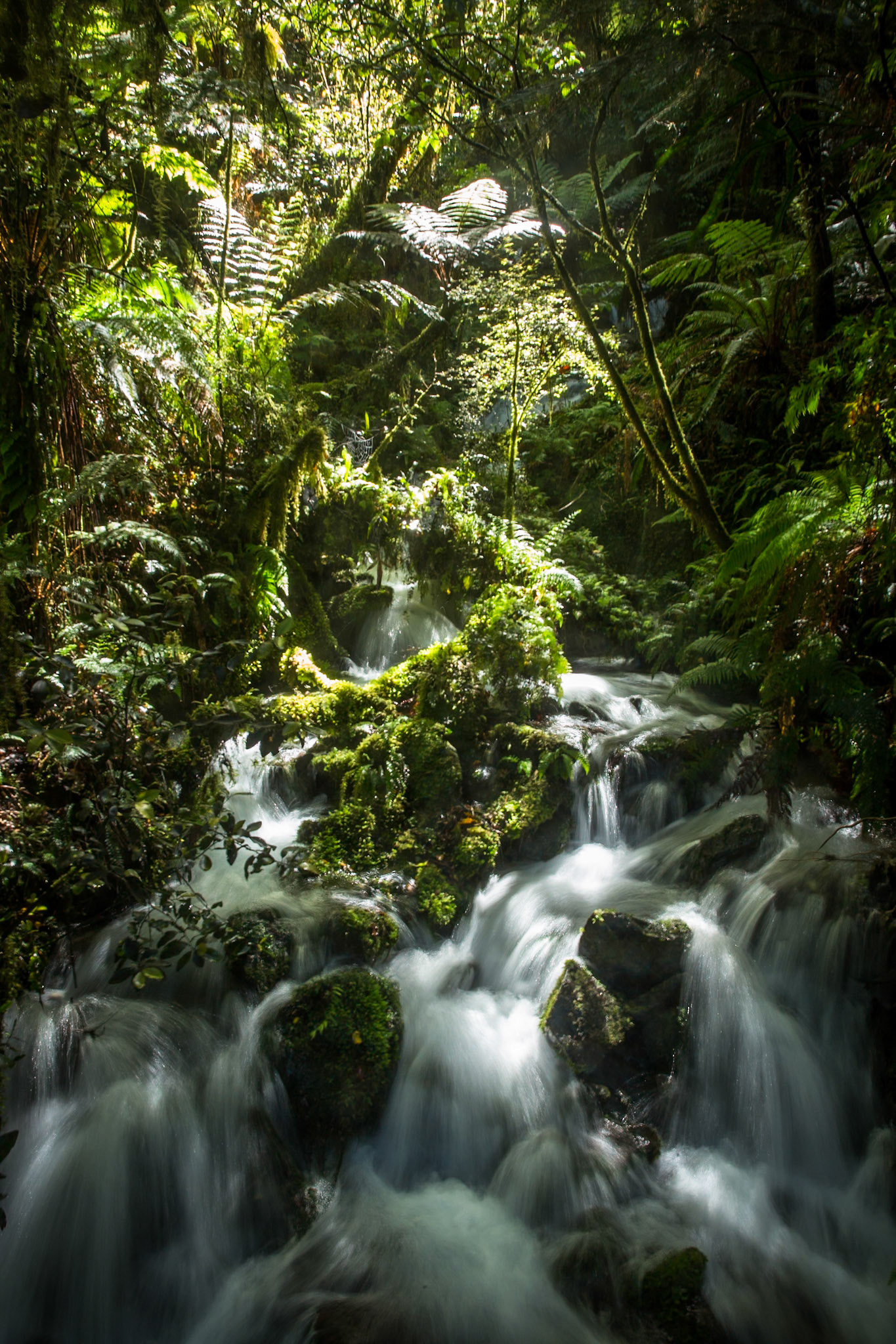 Hollyford Track to Pyke Lodge, New Zealand