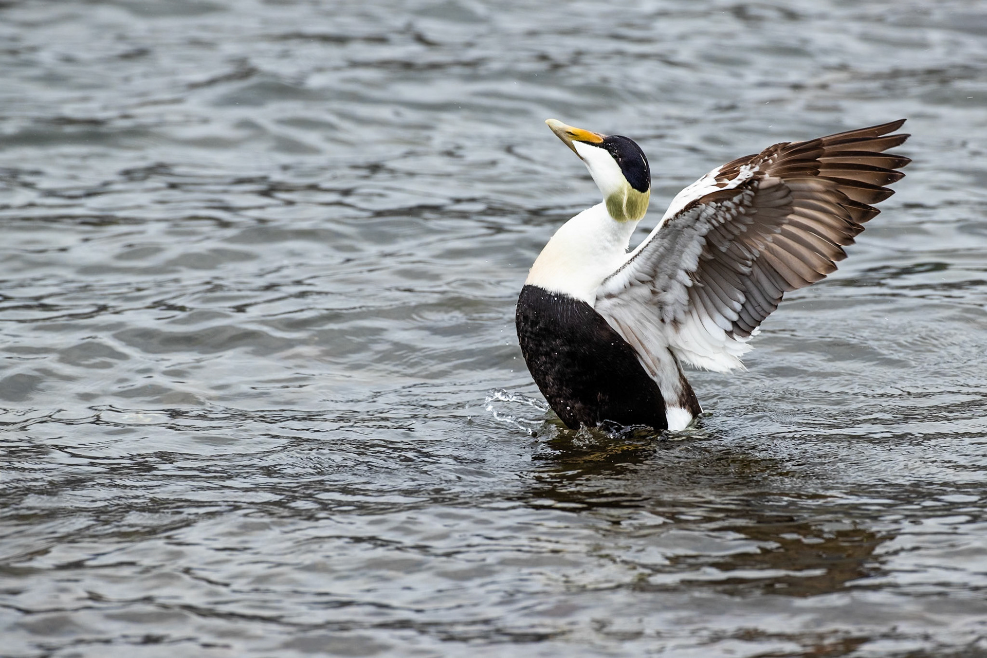 Common eider, Fáskrúðsfjörður, Eastfjords, Iceland