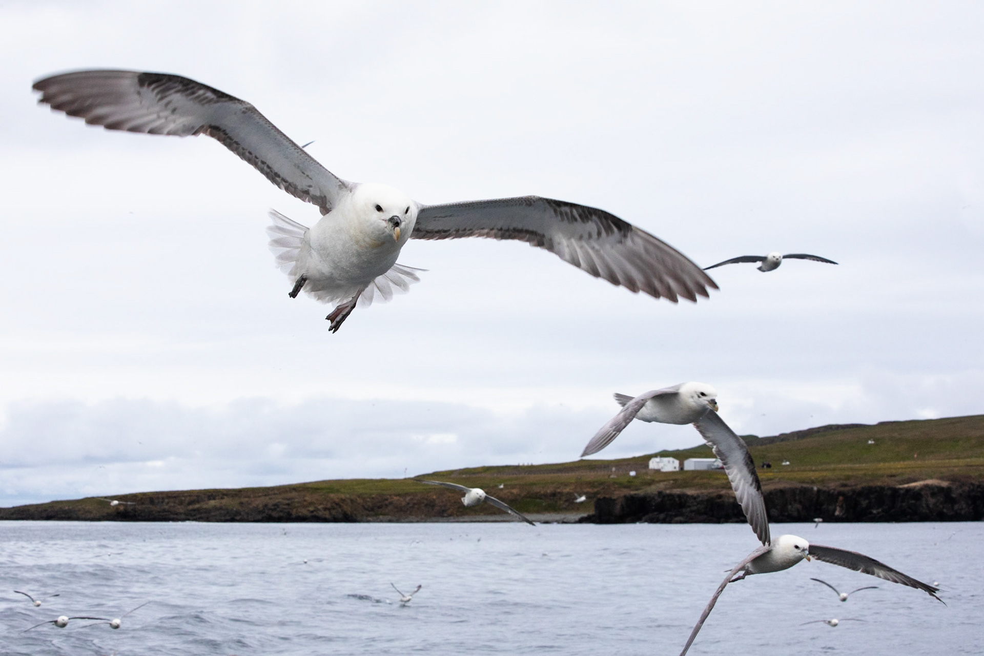 Norther fulmar, Grímsey Island, Iceland