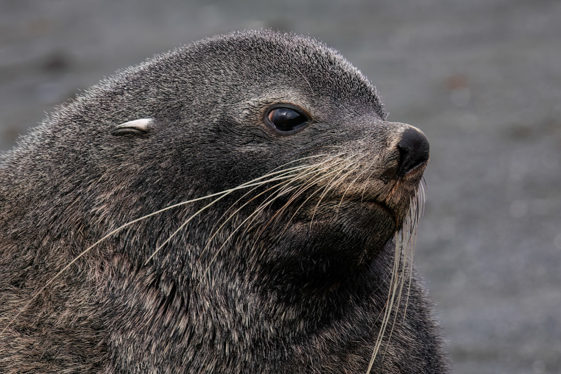 Antarctic fur seal, Rightwhale Bay, South Georgia