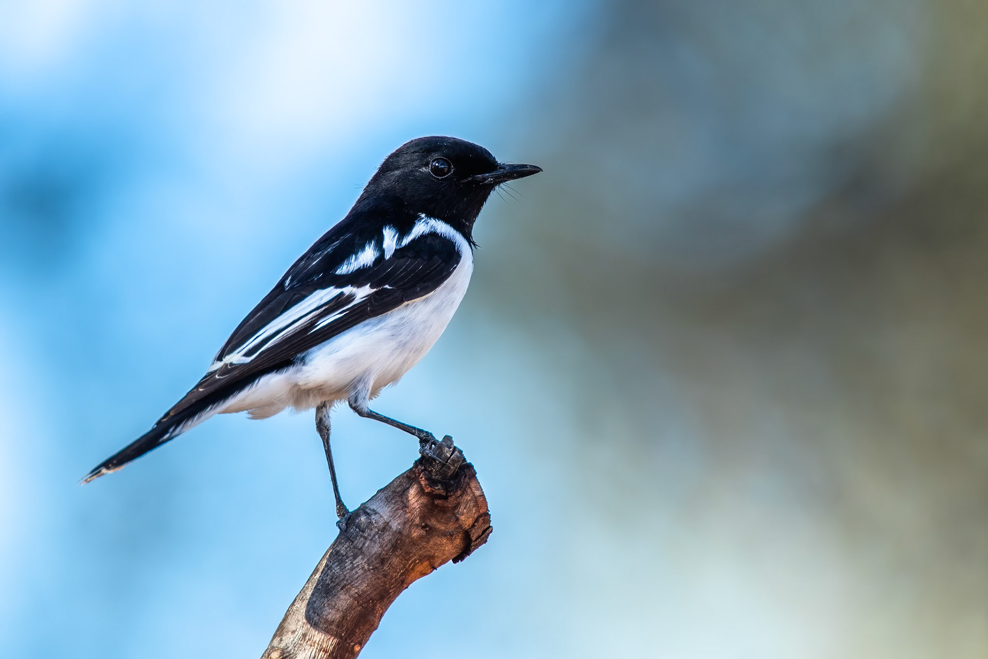 Hooded robin, Mount Isa, Queensland, Australia