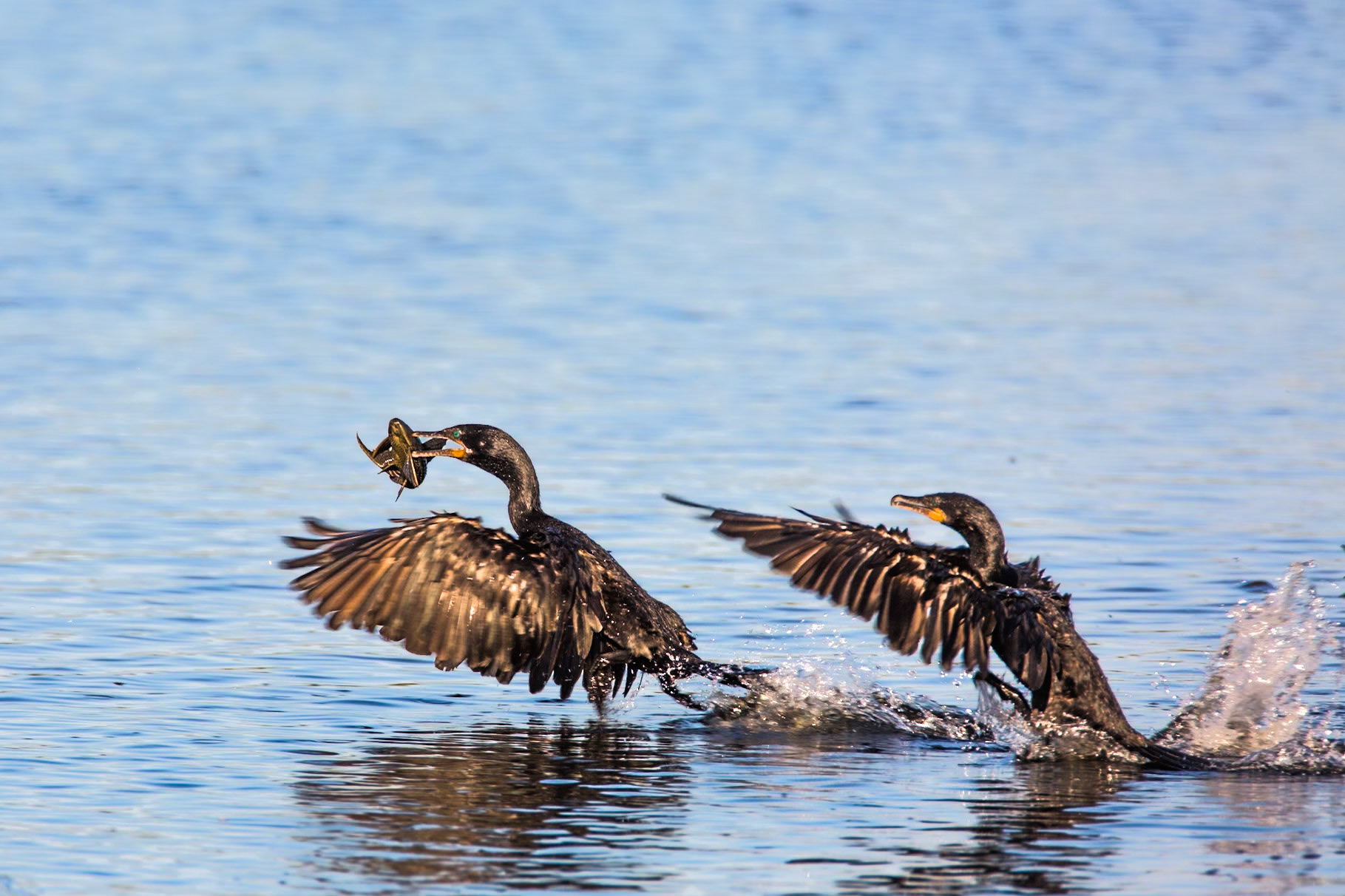 Neotropic cormorant, Transpantaneira, Pantanal, Brazil