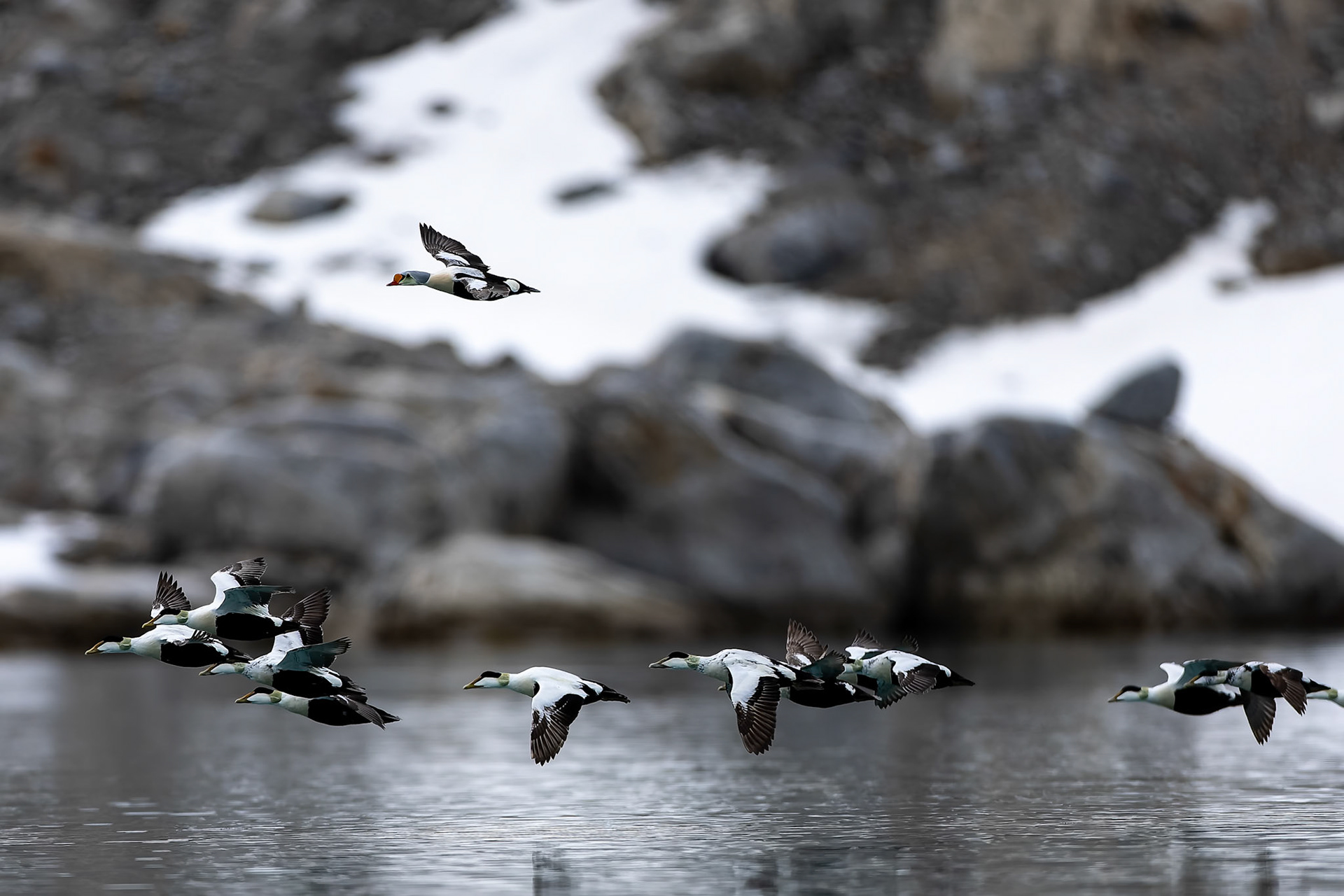 King and common eider, Hamiptonbukka, Svalbard, Norway