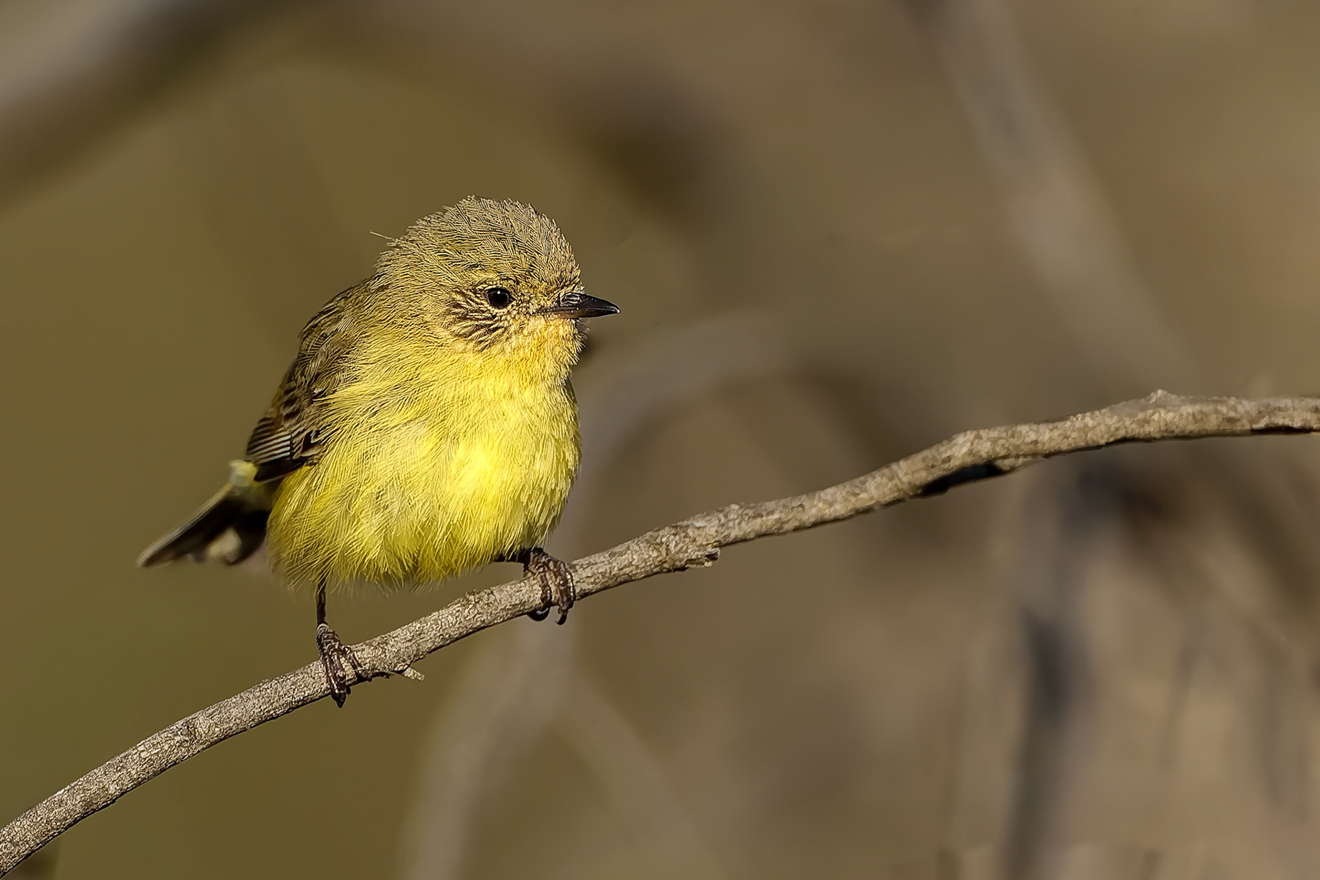 Yellow thornbill, Capertee Valley, NSW, Australia