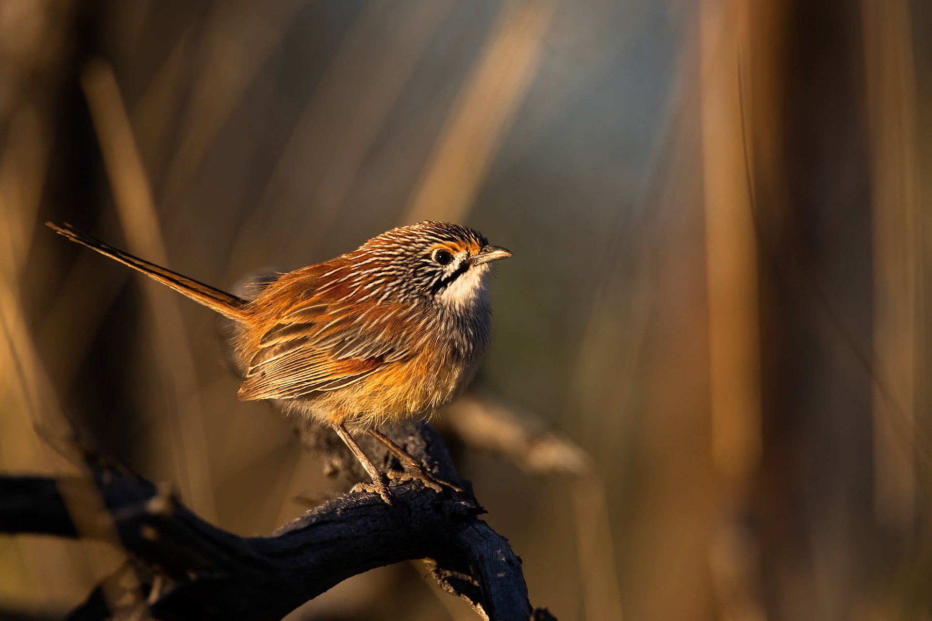 Striated (Opalton) grasswren, Opalton, Queensland, Australia