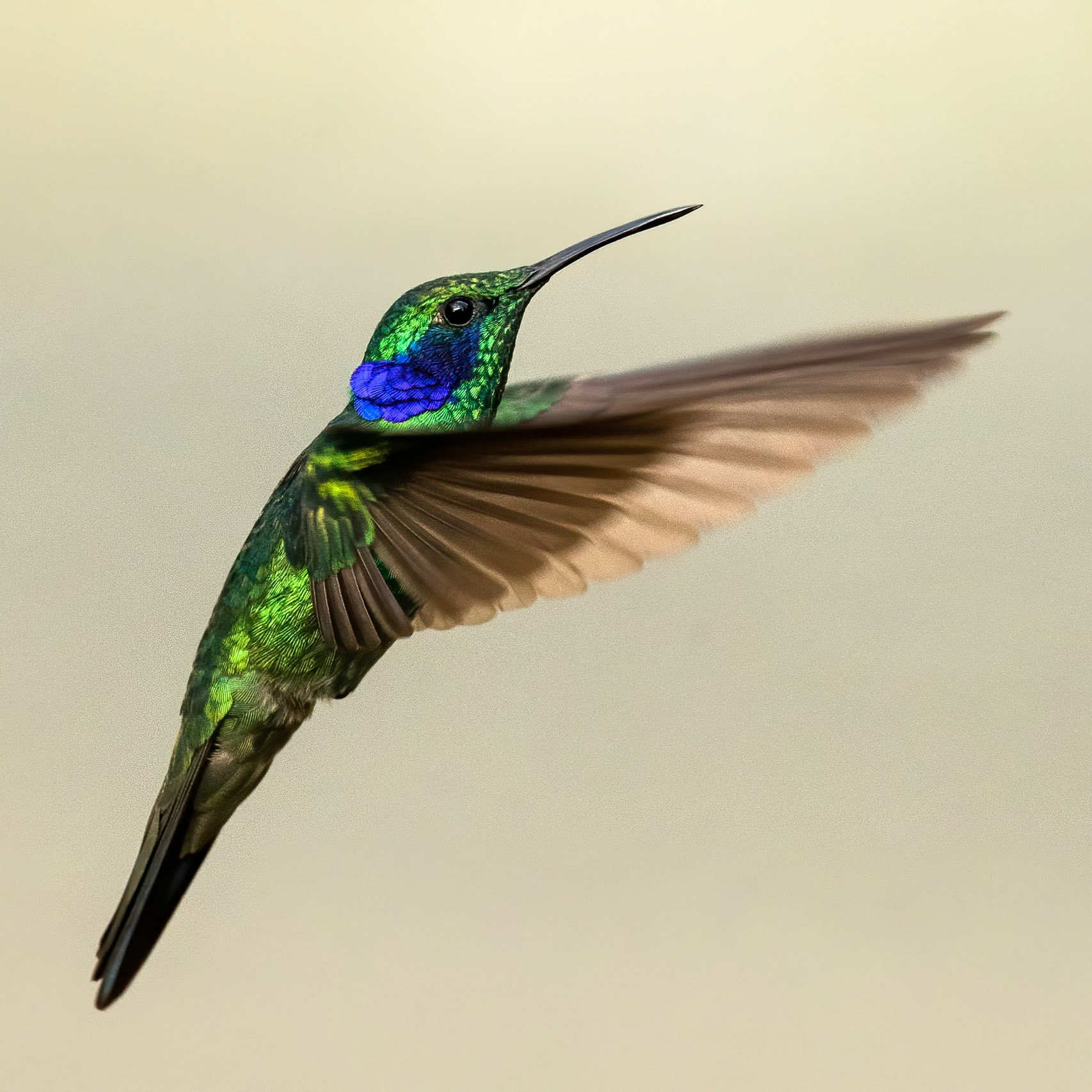 Green violetear, Rio Blanco, Colombia, 2020
